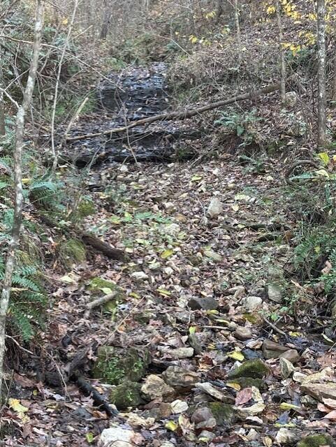 Photo 15 - Land for sale – Tbd  County Road 272   Vanzant, MO