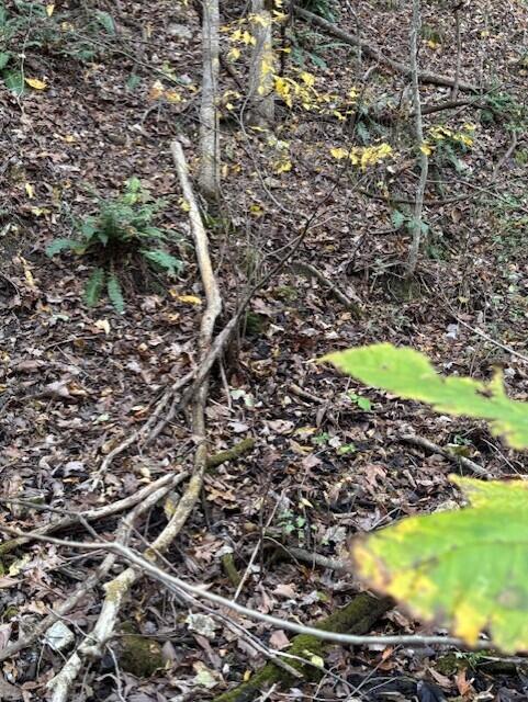 Photo 19 - Land for sale – Tbd  County Road 272   Vanzant, MO