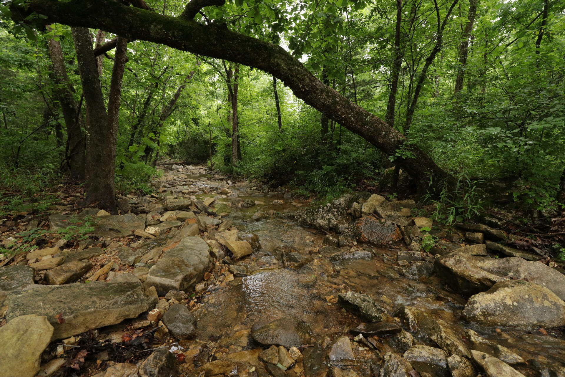 Photo 54 - Land for sale – 406  Horner Drive  Bradleyville, MO