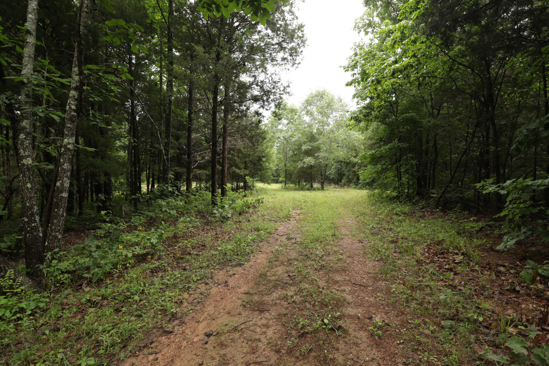 Photo 42 - Land for sale – 406  Horner Drive  Bradleyville, MO