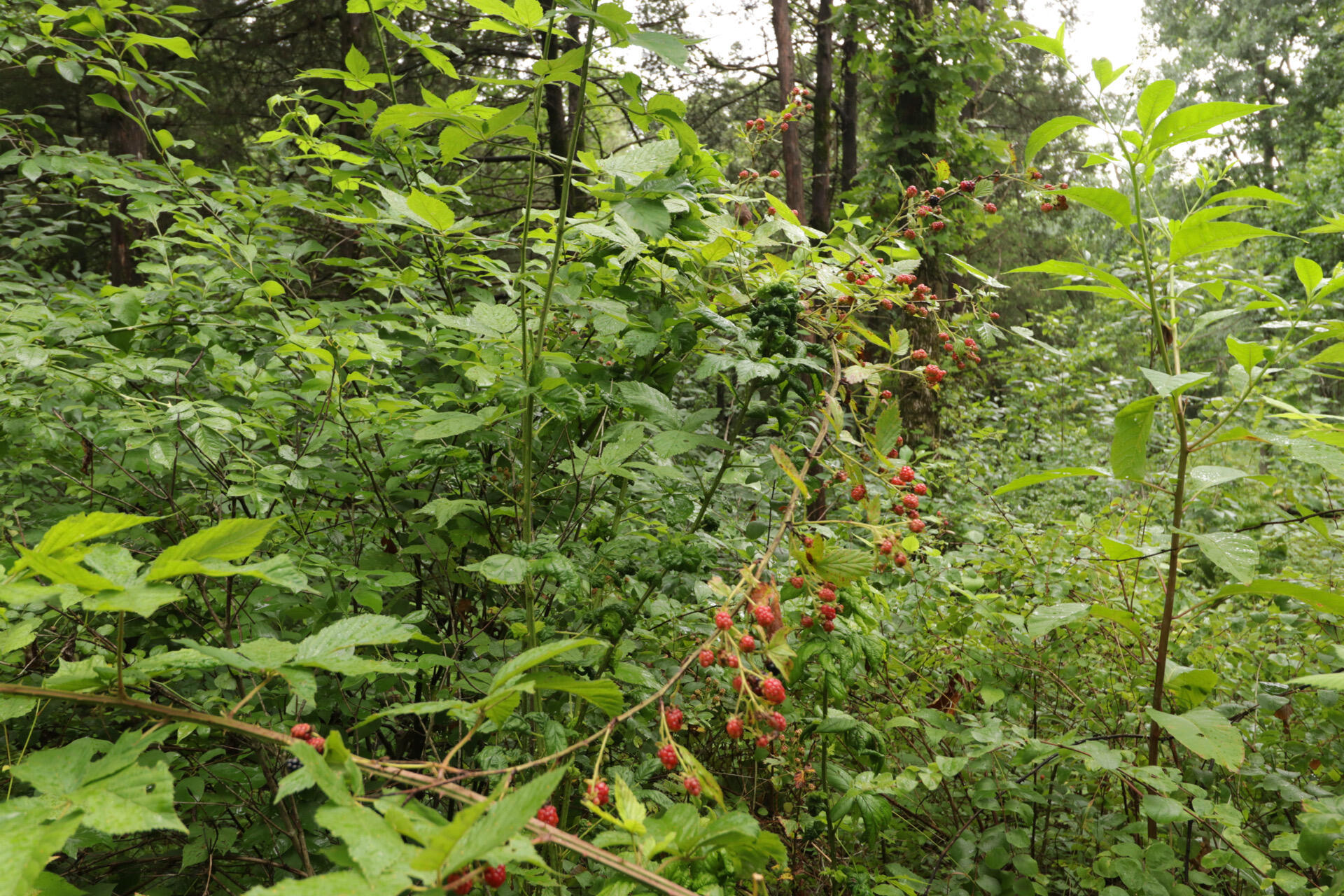 Photo 64 - Land for sale – 406  Horner Drive  Bradleyville, MO