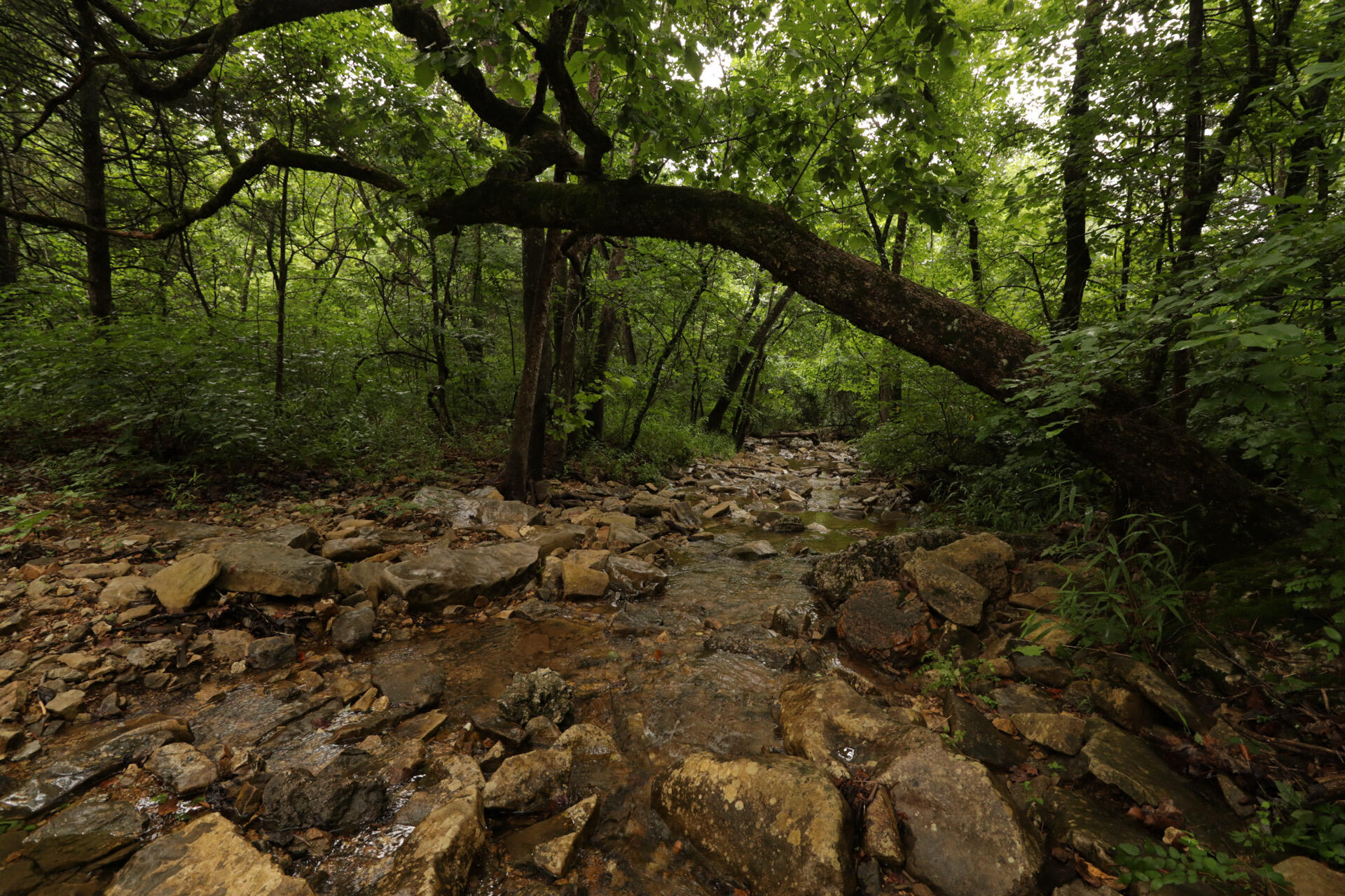 Photo 48 - Land for sale – 406  Horner Drive  Bradleyville, MO
