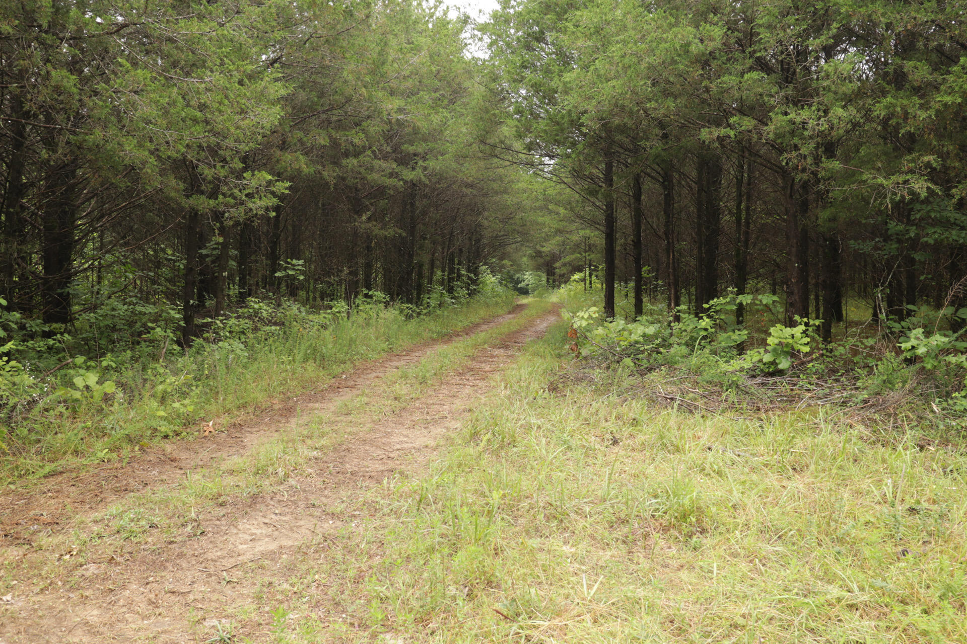 Photo 66 - Land for sale – 406  Horner Drive  Bradleyville, MO