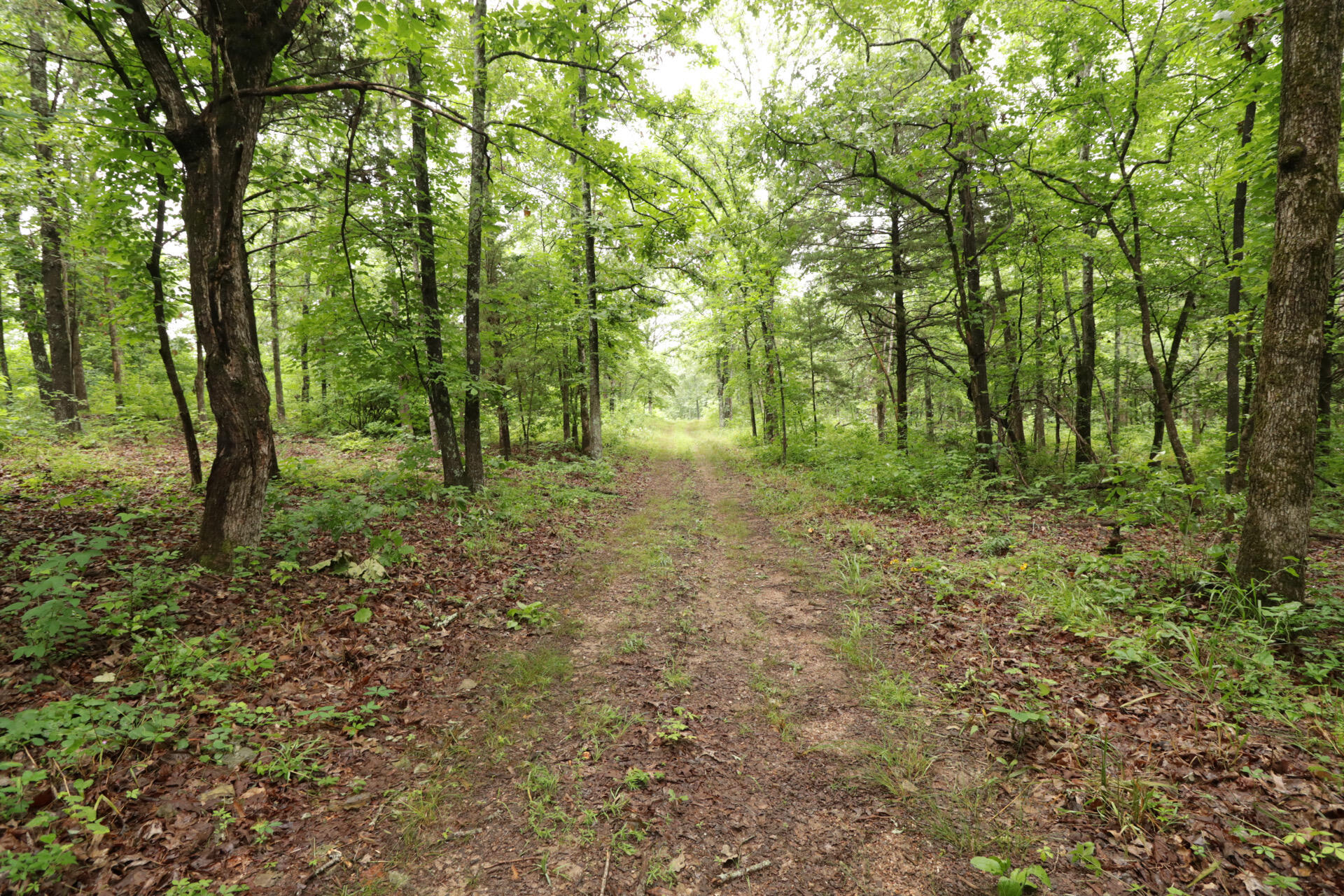 Photo 39 - Land for sale – 406  Horner Drive  Bradleyville, MO