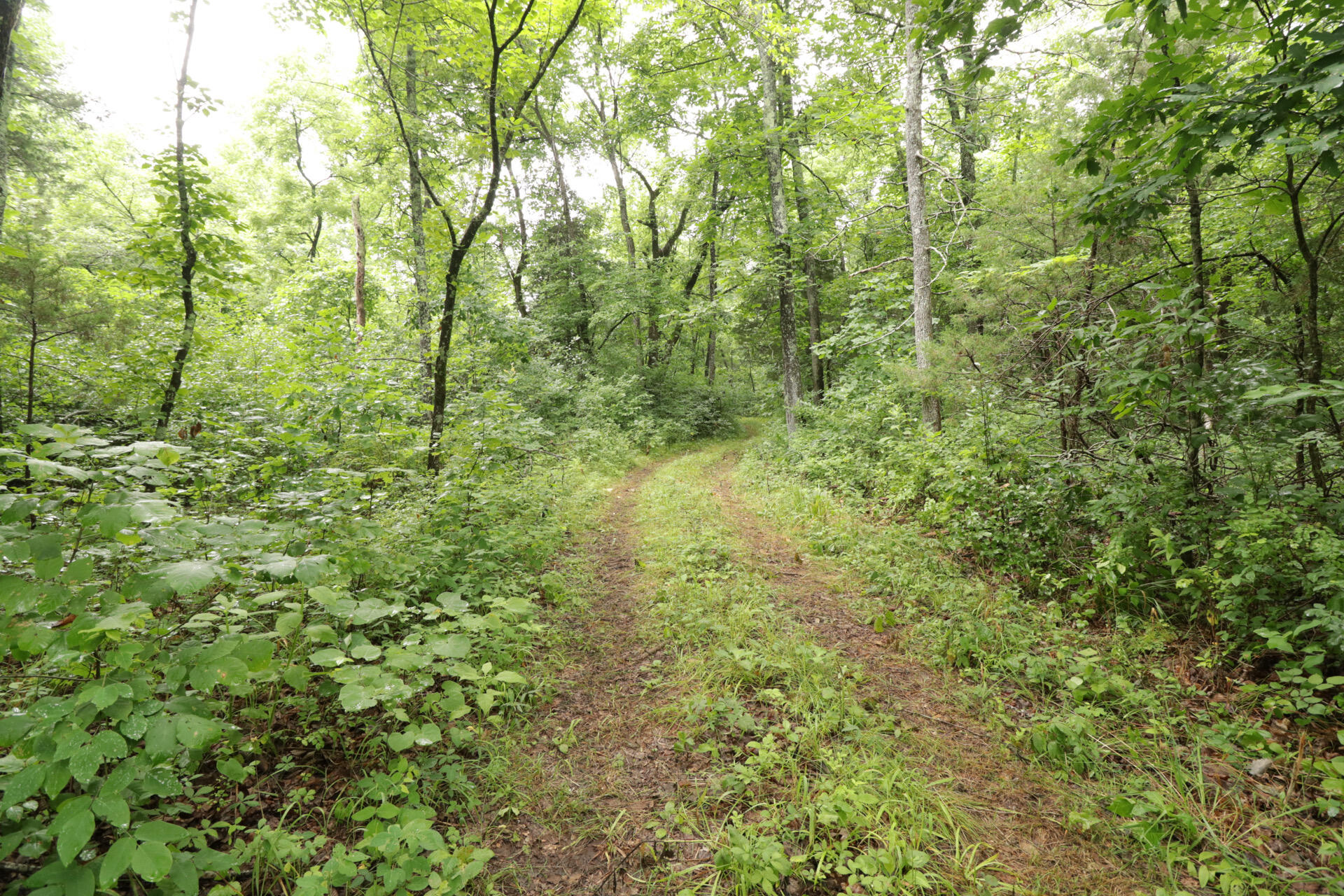 Photo 58 - Land for sale – 406  Horner Drive  Bradleyville, MO