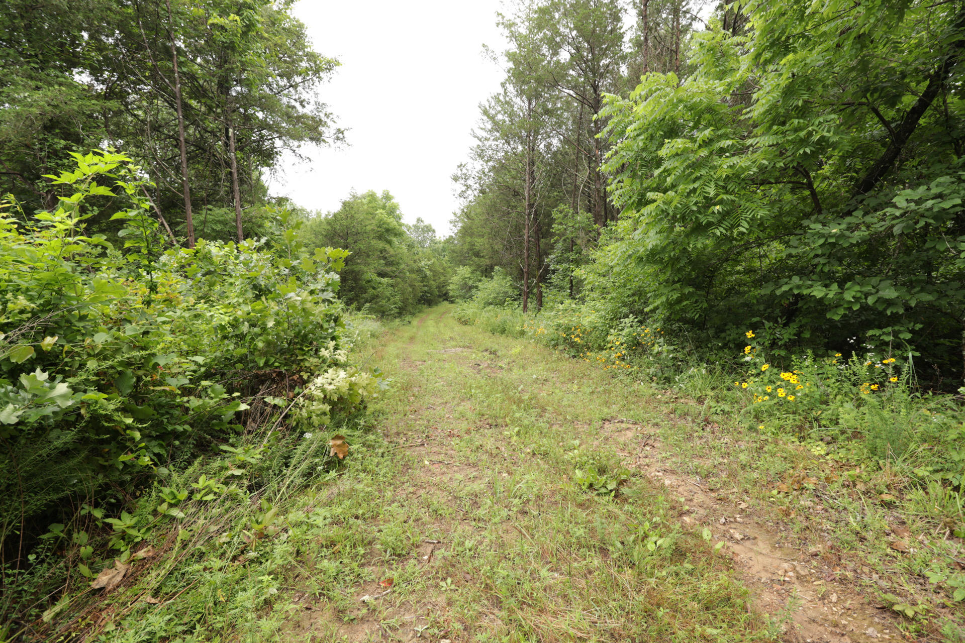 Photo 41 - Land for sale – 406  Horner Drive  Bradleyville, MO
