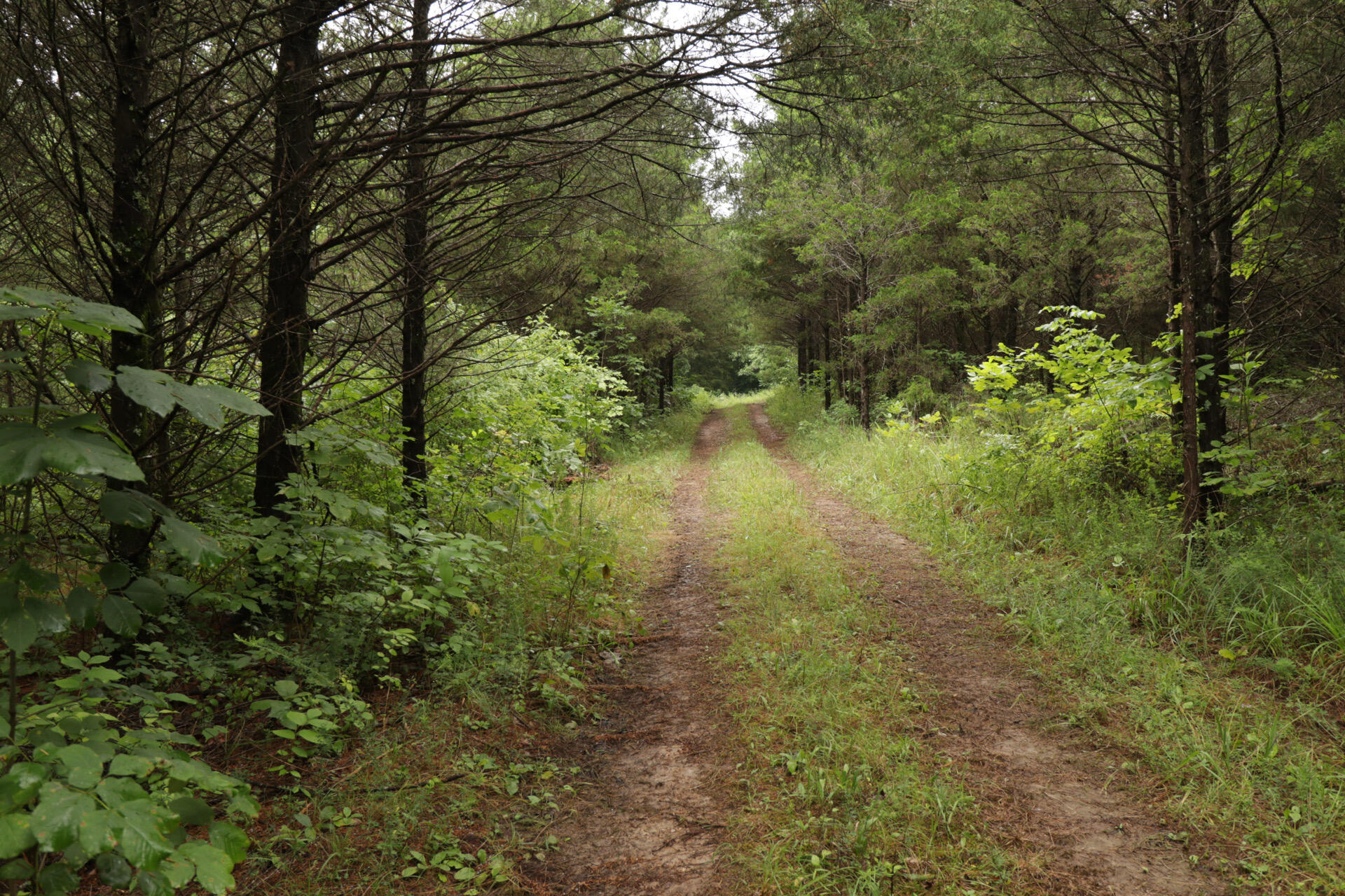 Photo 67 - Land for sale – 406  Horner Drive  Bradleyville, MO