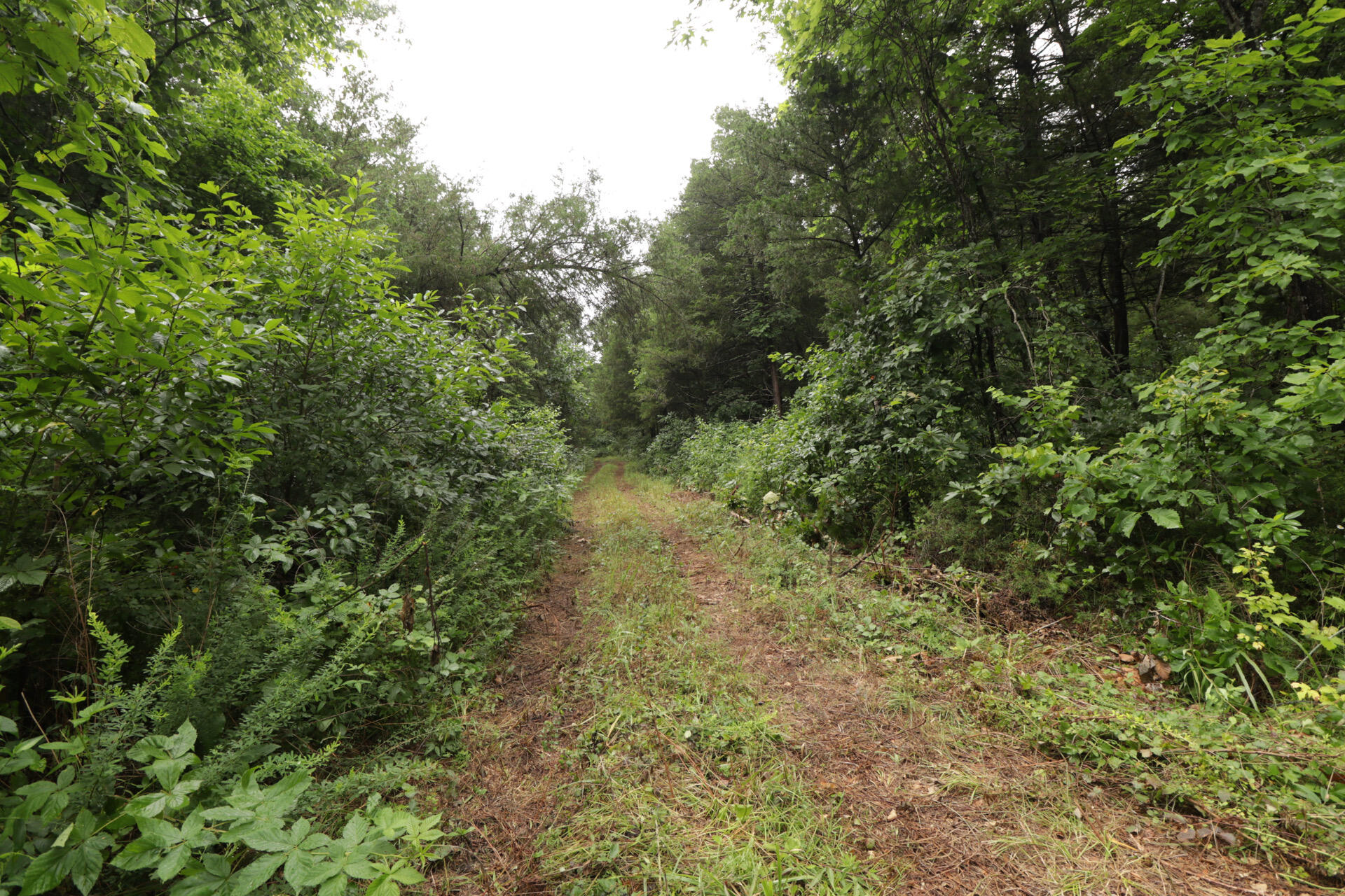 Photo 59 - Land for sale – 406  Horner Drive  Bradleyville, MO
