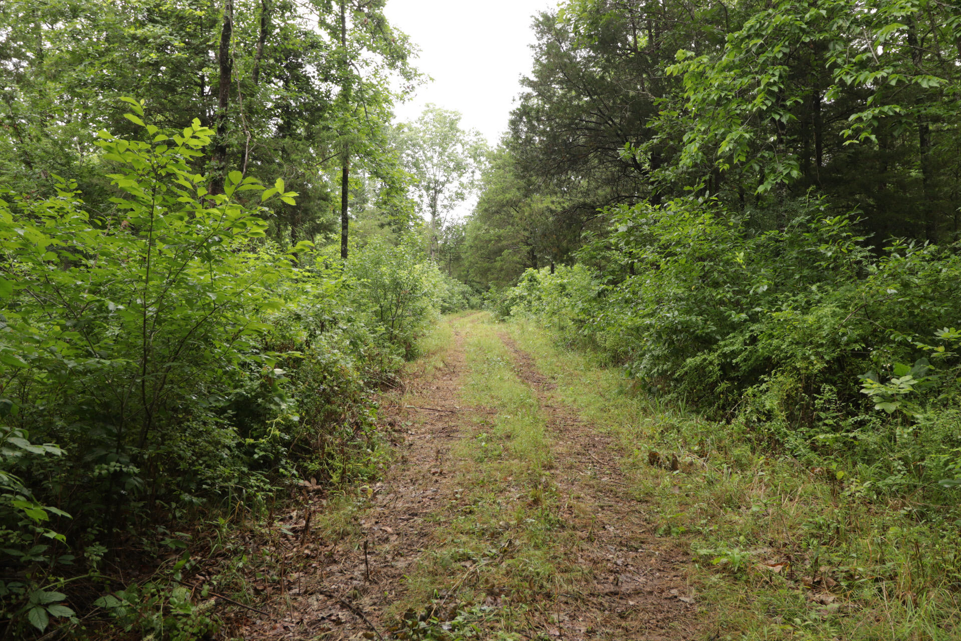 Photo 65 - Land for sale – 406  Horner Drive  Bradleyville, MO