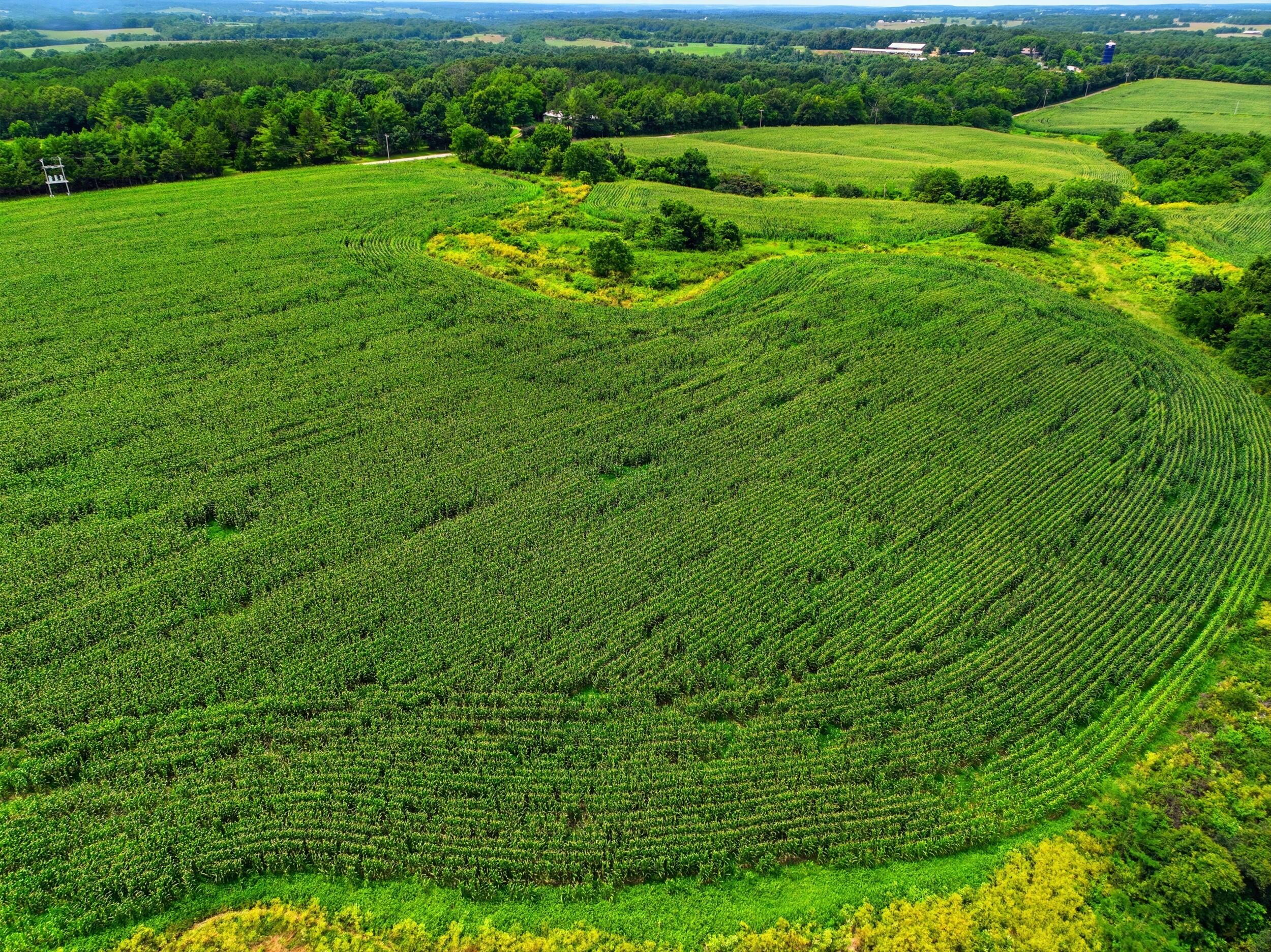Photo 24 - Farm for sale – 000  Gravel Point Road  Mountain Grove, MO