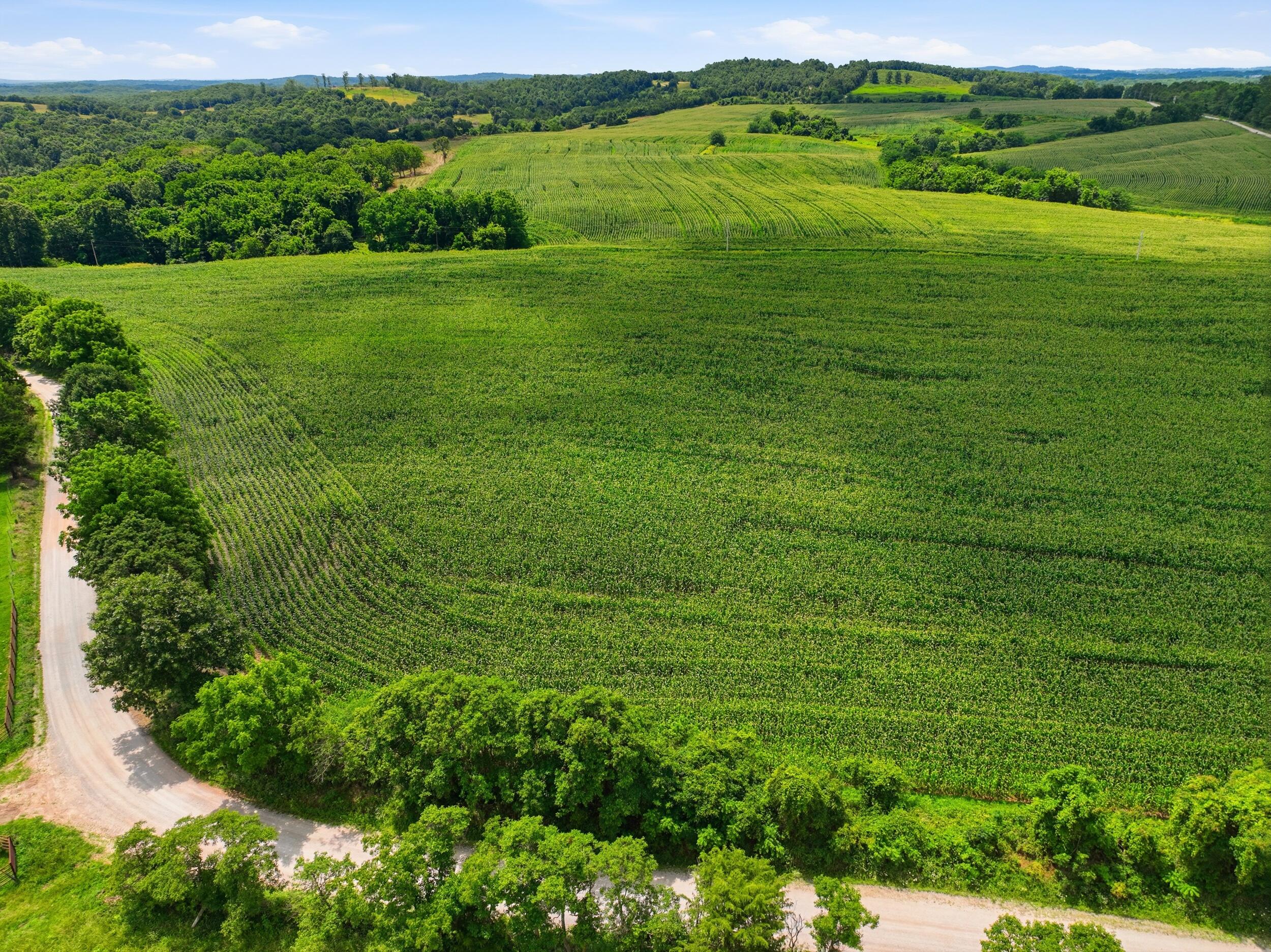 Photo 12 - Farm for sale – 000  Gravel Point Road  Mountain Grove, MO
