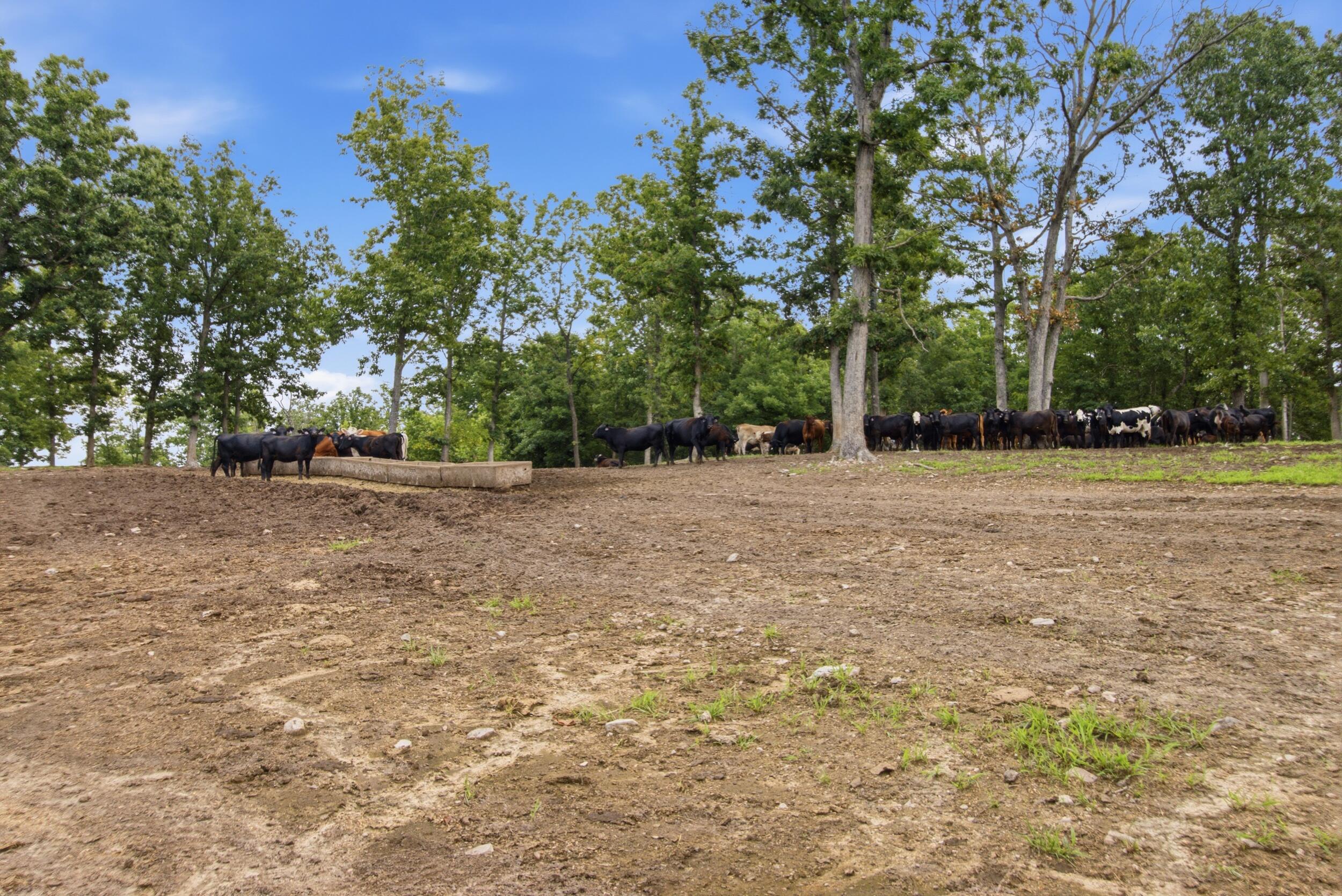 Photo 36 - Farm for sale – 000  Gravel Point Road  Mountain Grove, MO