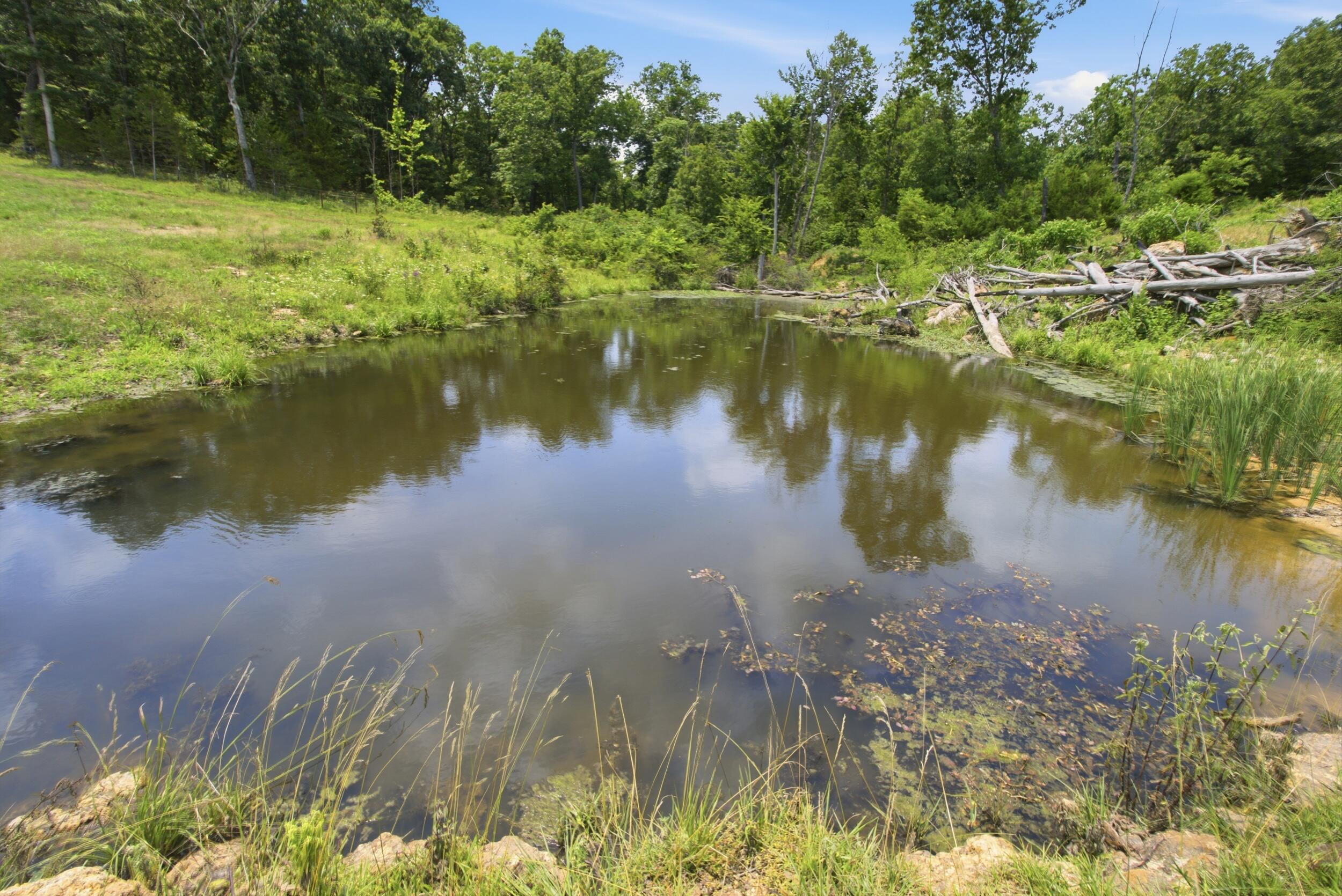 Photo 10 - Farm for sale – 000  Gravel Point Road  Mountain Grove, MO