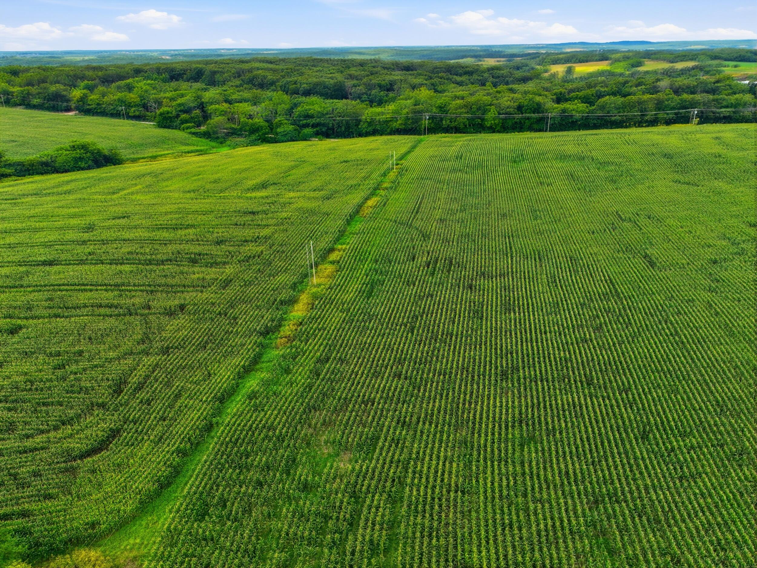 Photo 10 - Land for sale – 000  Gravel Point Road  Mountain Grove, MO