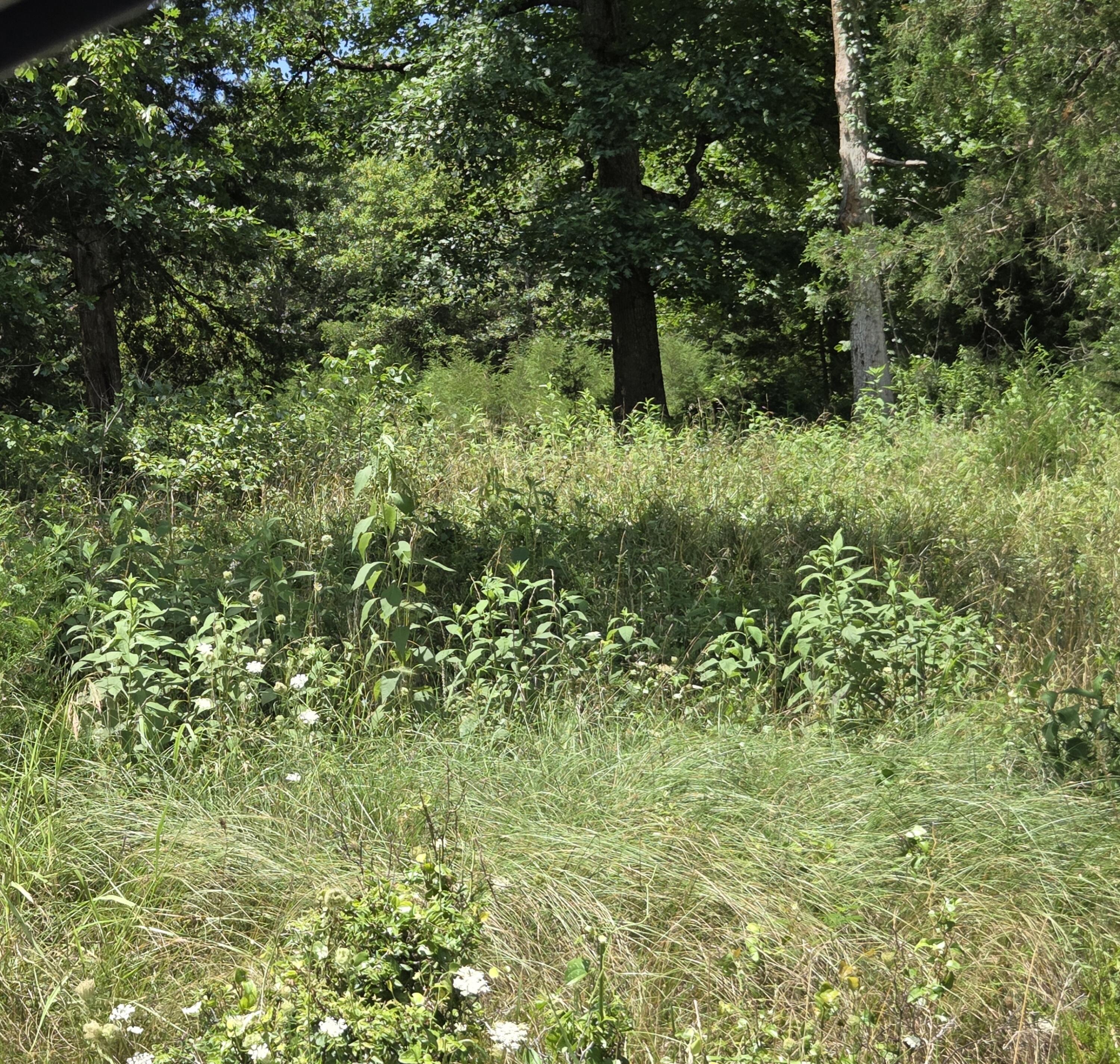 Photo 3 - Land for sale – Tbd  Green Briar Drive  Branson, MO
