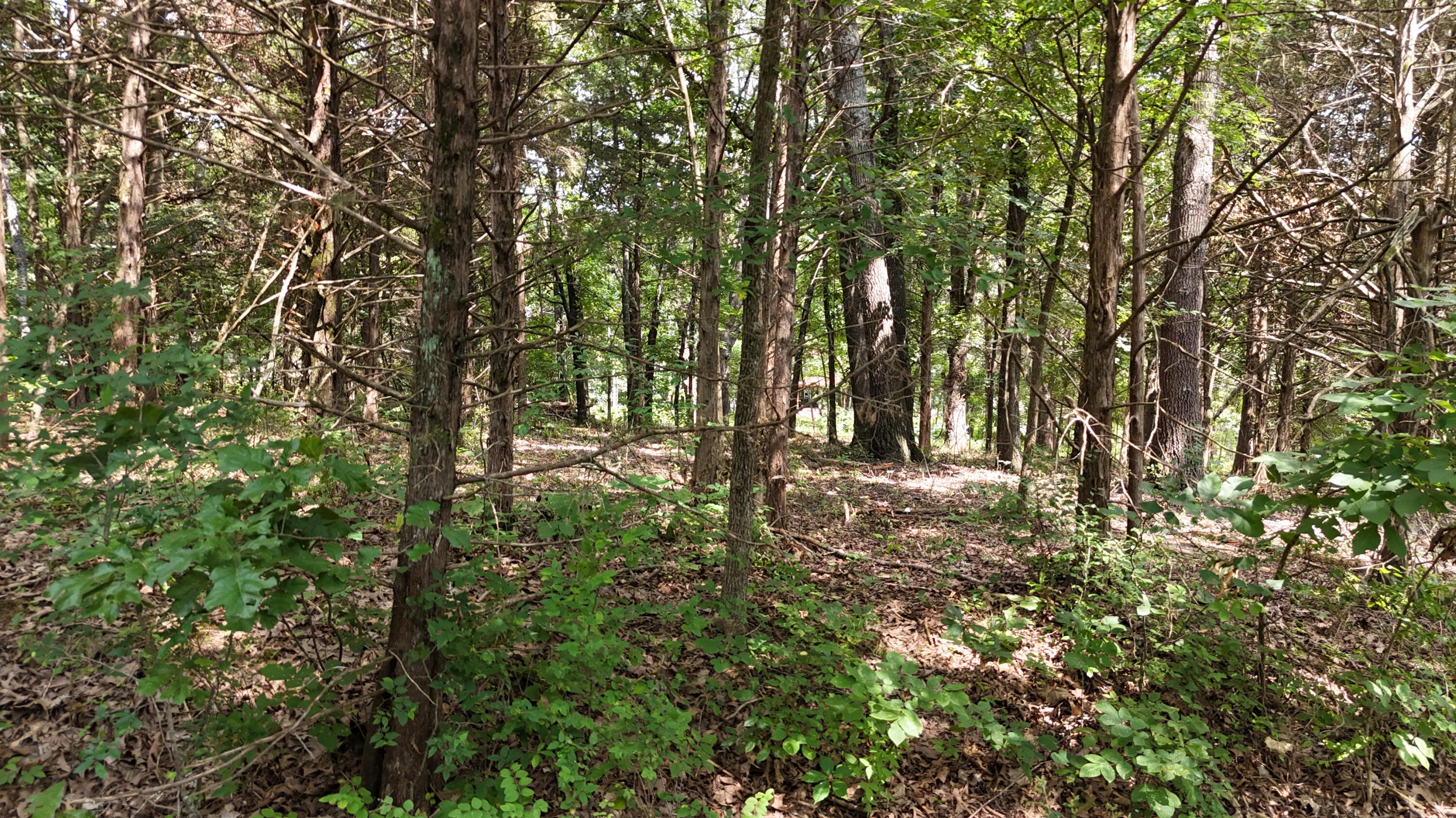 Photo 7 - Land for sale – 000 S Rosewood Street  Shell Knob, MO