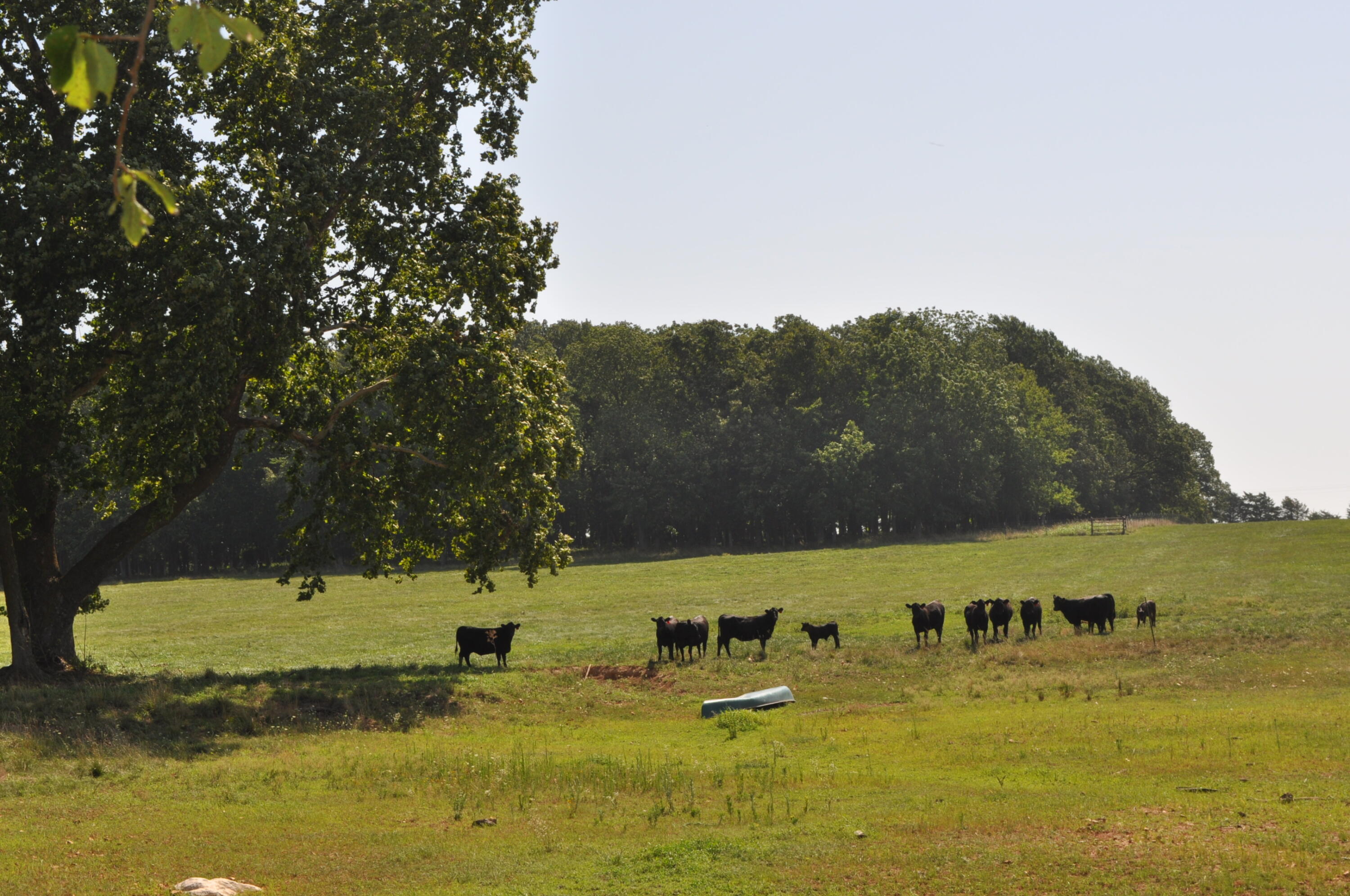Photo 4 - Land for sale – Tract 4 N Farm Road 175   Springfield, MO