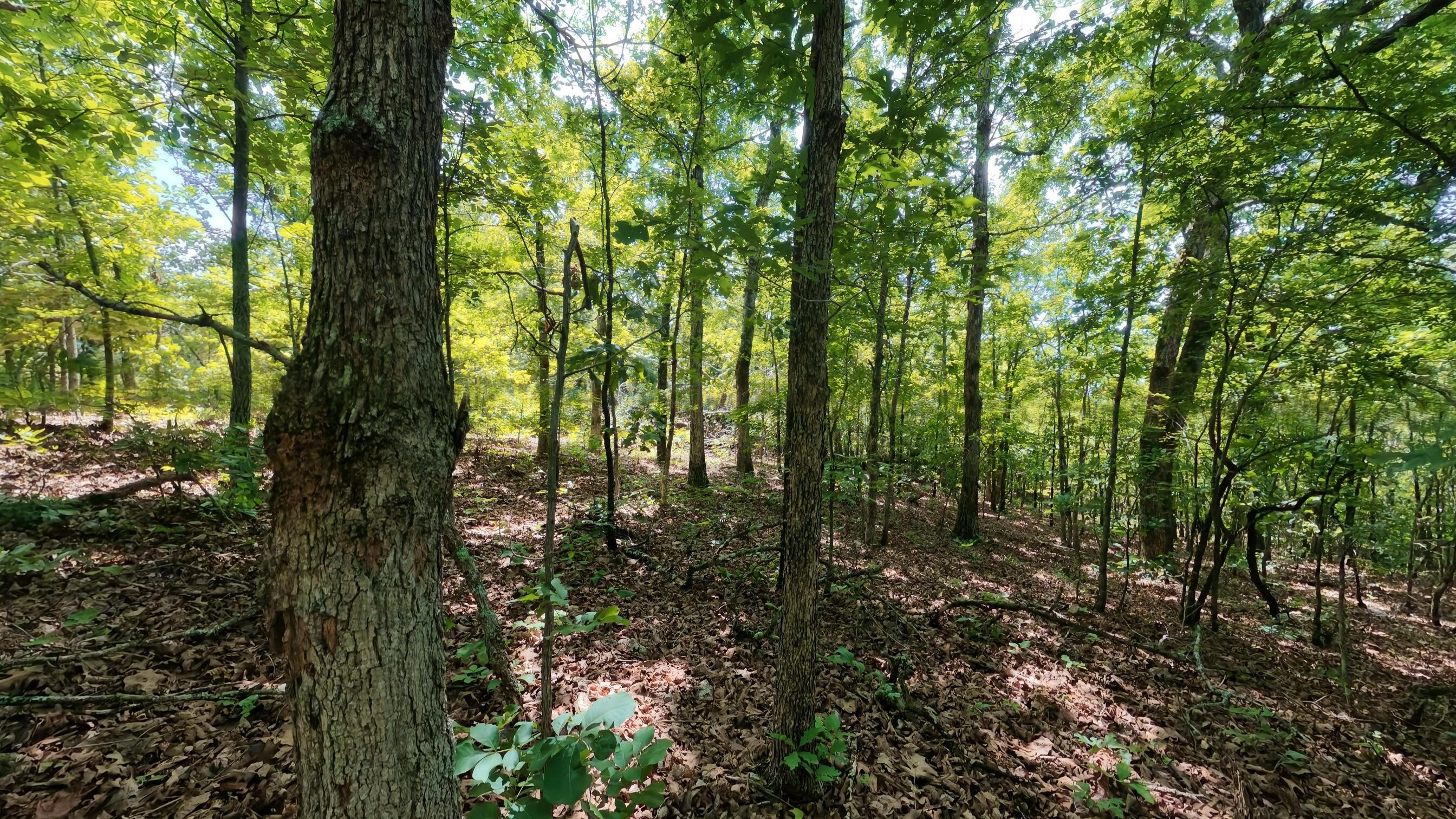 Photo 14 - Land for sale – 000  Ridgehaven Road  Mammoth Spring, AR