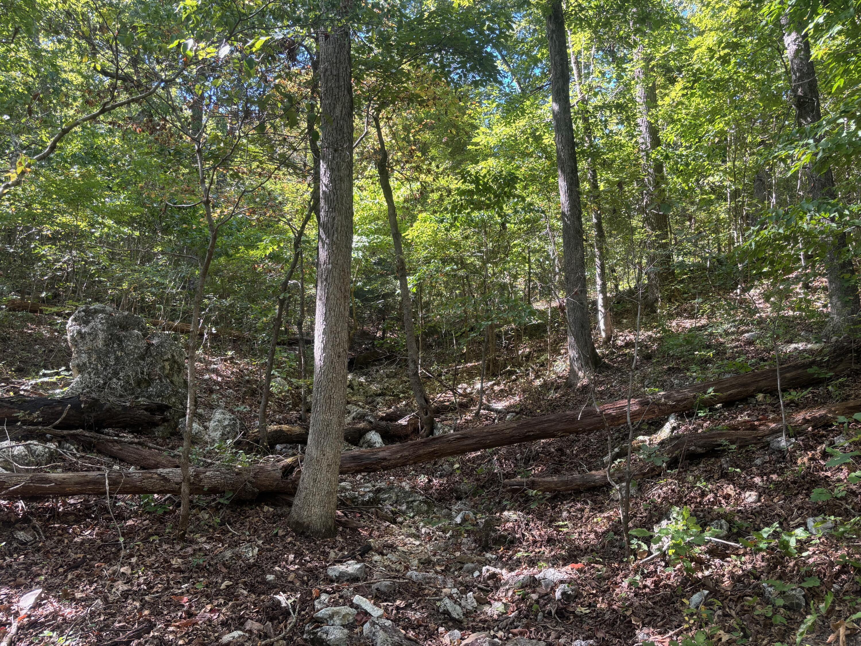 Photo 11 - Land for sale – 000  Ridgehaven Road  Mammoth Spring, AR