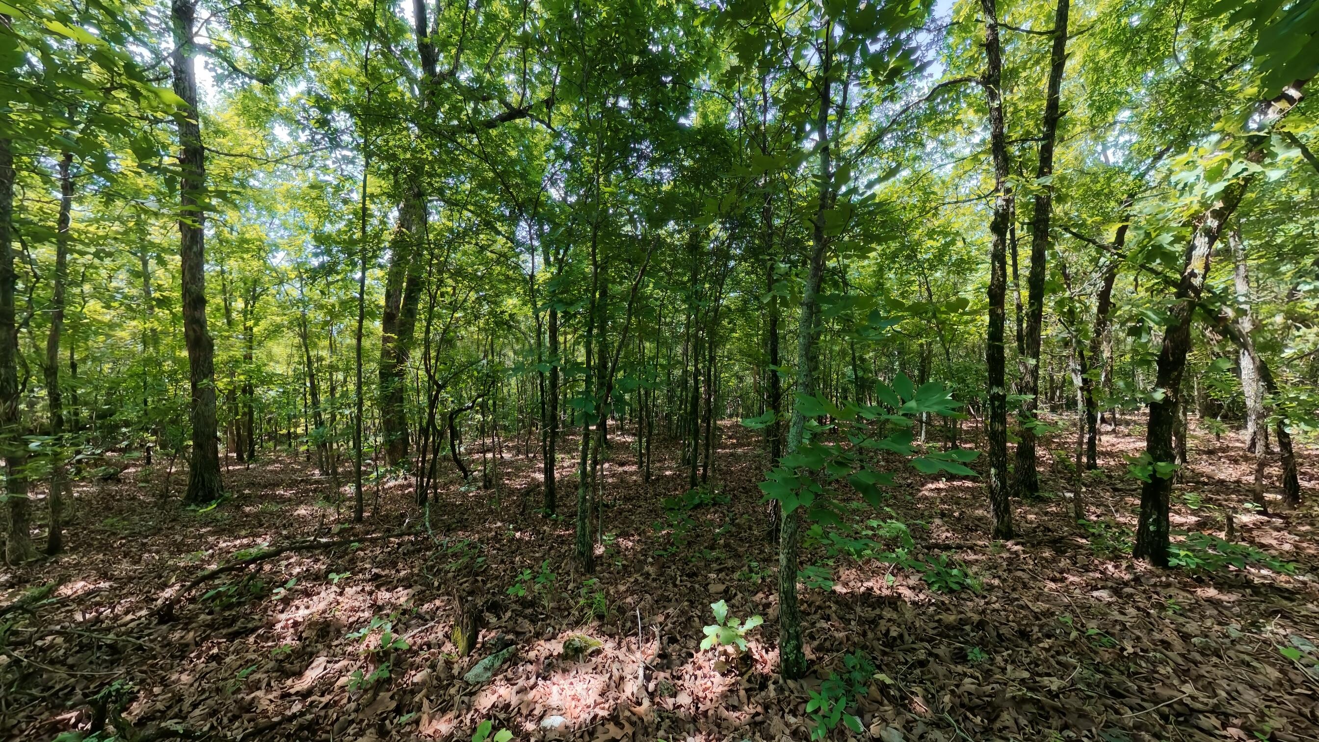Photo 15 - Land for sale – 000  Ridgehaven Road  Mammoth Spring, AR