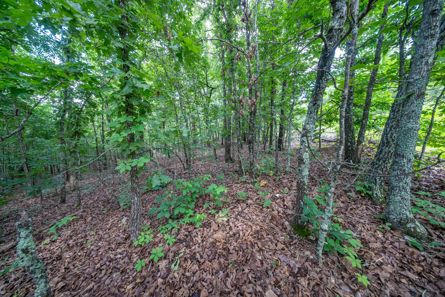 Photo 20 - Land for sale – 000  Ridgehaven Road  Mammoth Spring, AR