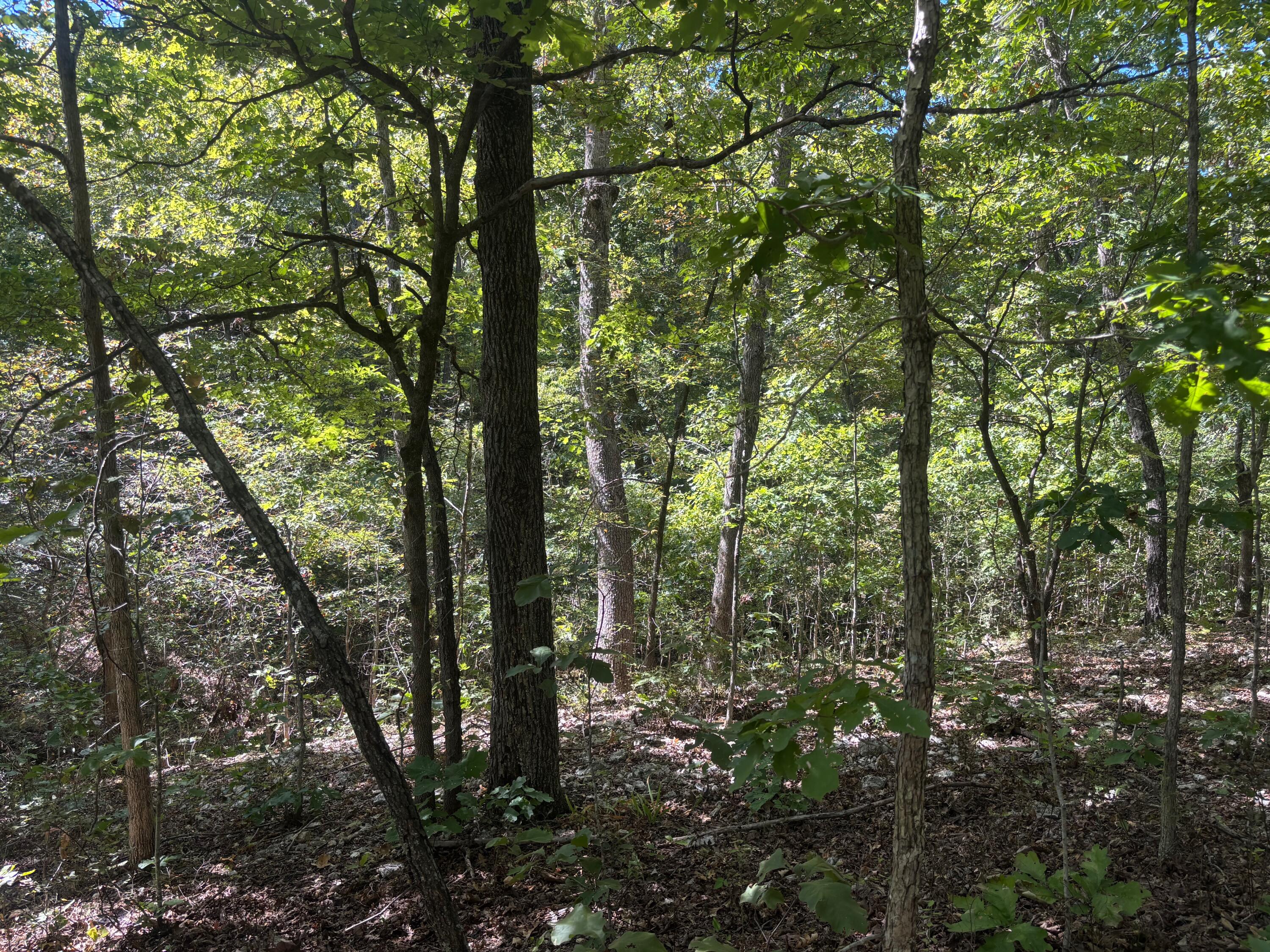 Photo 4 - Land for sale – 000  Ridgehaven Road  Mammoth Spring, AR