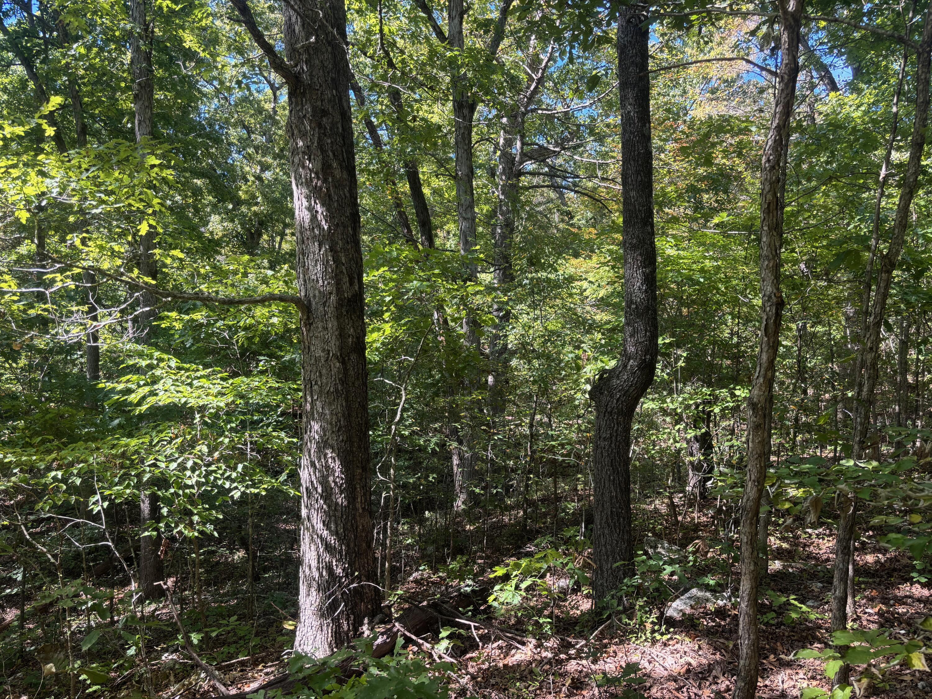 Photo 10 - Land for sale – 000  Ridgehaven Road  Mammoth Spring, AR