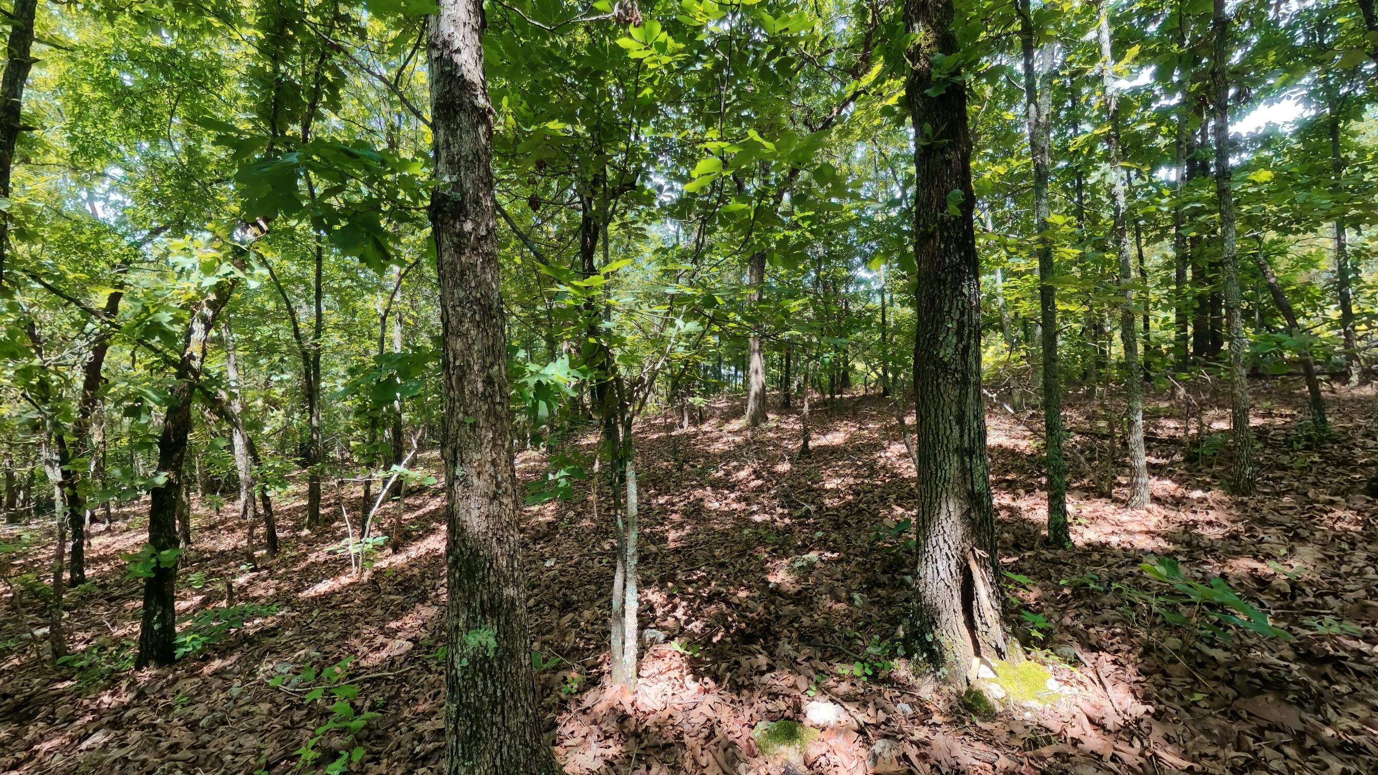 Photo 16 - Land for sale – 000  Ridgehaven Road  Mammoth Spring, AR