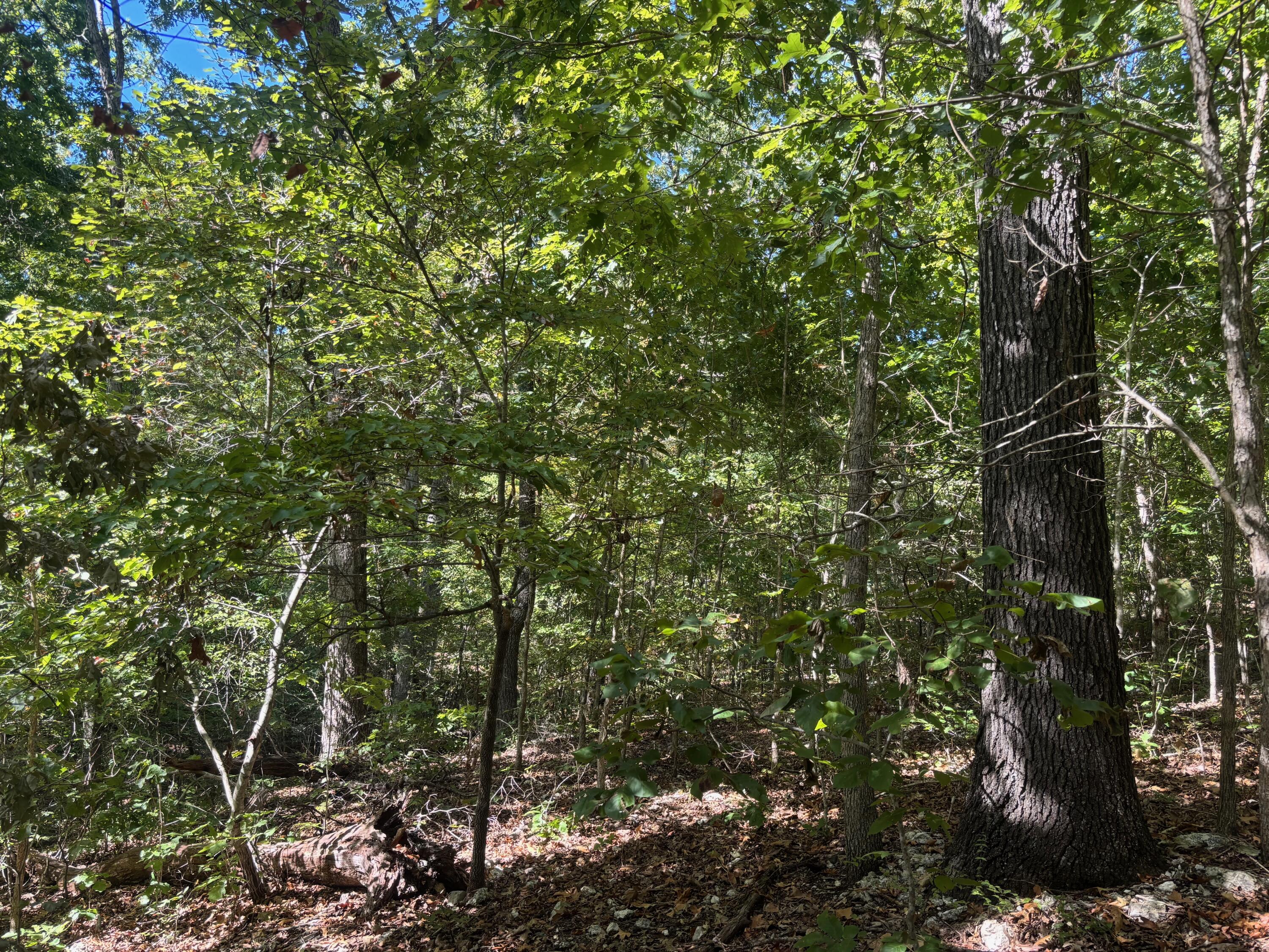 Photo 6 - Land for sale – 000  Ridgehaven Road  Mammoth Spring, AR