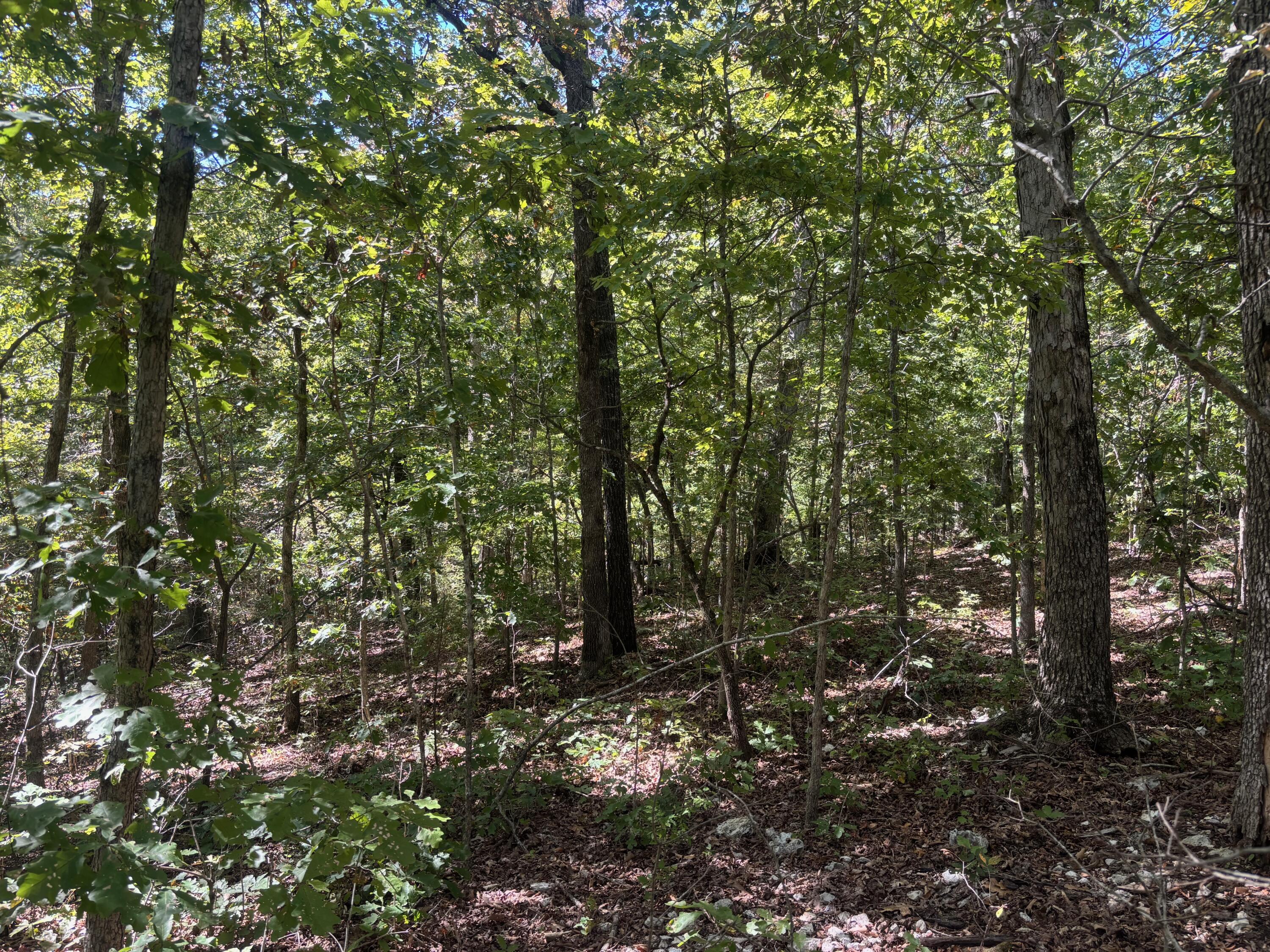 Photo 8 - Land for sale – 000  Ridgehaven Road  Mammoth Spring, AR