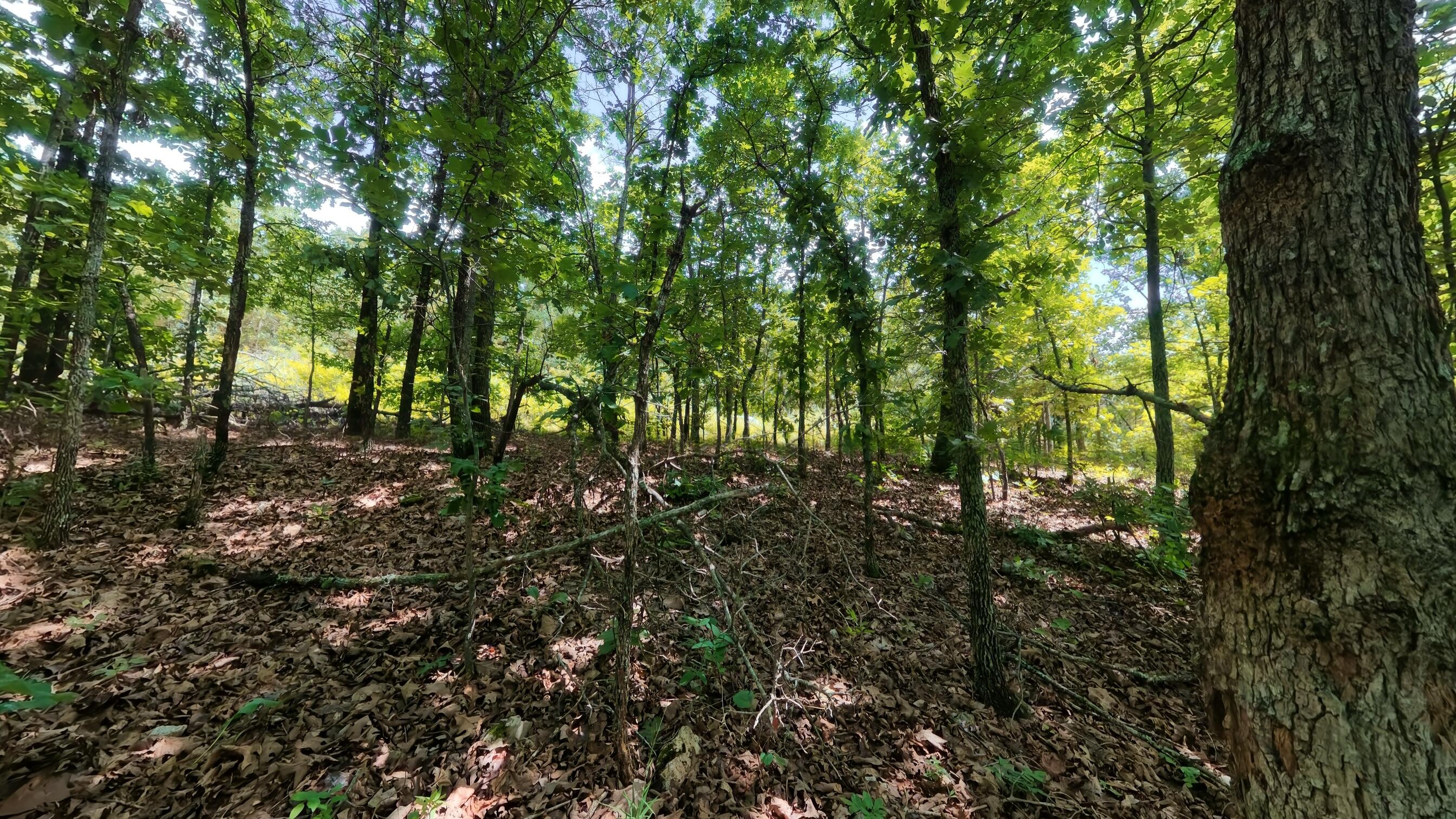 Photo 17 - Land for sale – 000  Ridgehaven Road  Mammoth Spring, AR