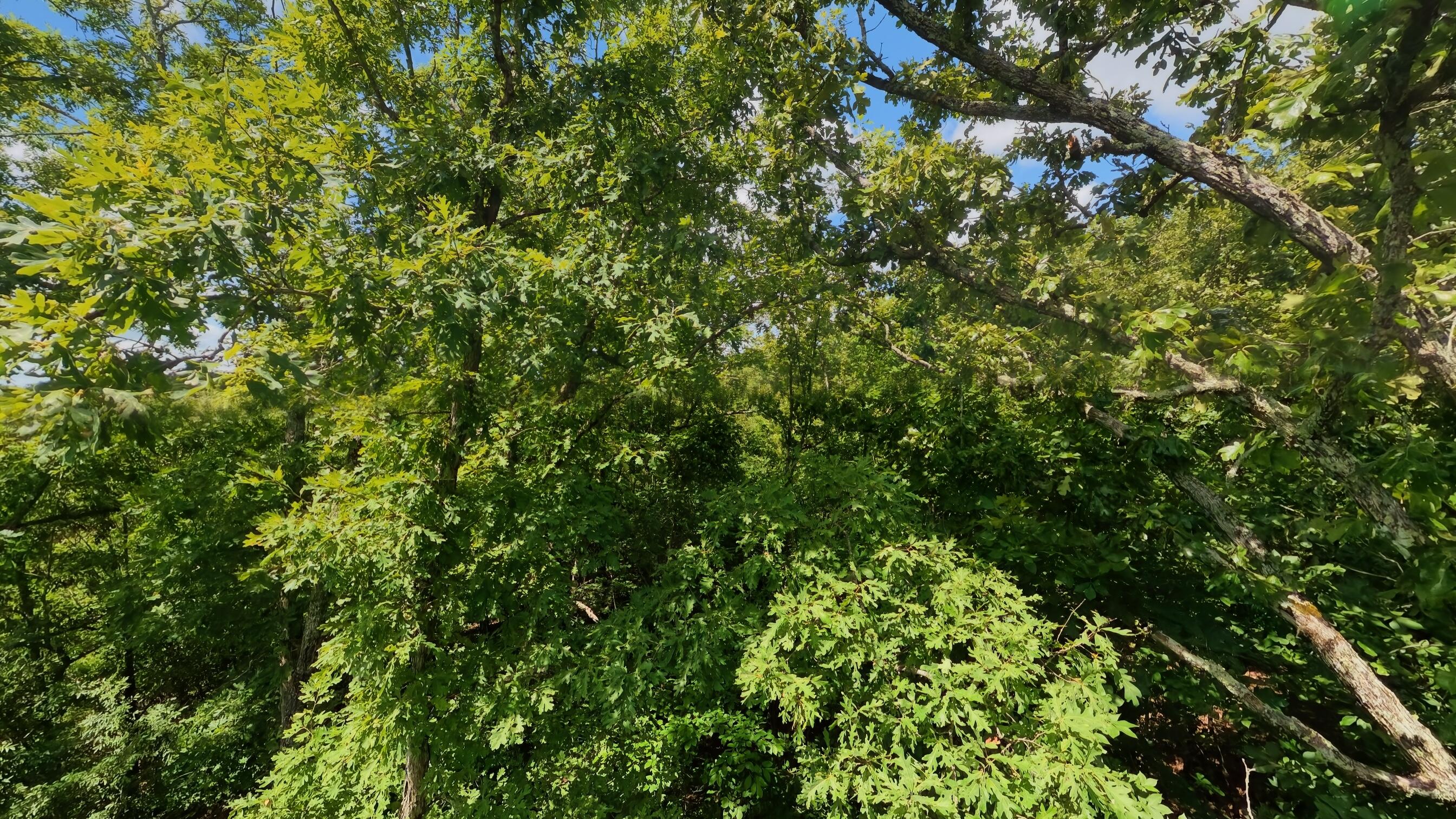 Photo 26 - Land for sale – 000  Ridgehaven Road  Mammoth Spring, AR