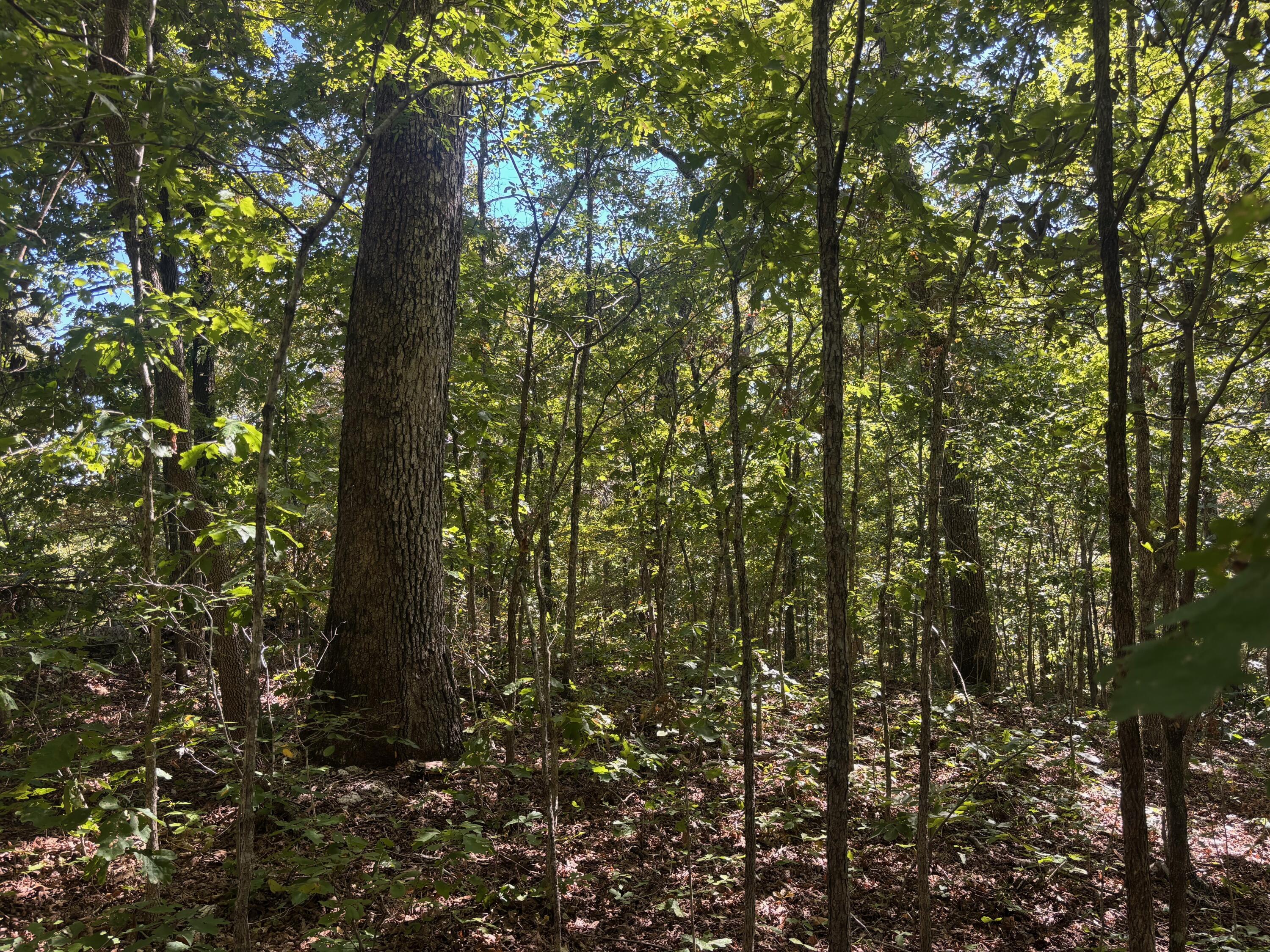 Photo 7 - Land for sale – 000  Ridgehaven Road  Mammoth Spring, AR
