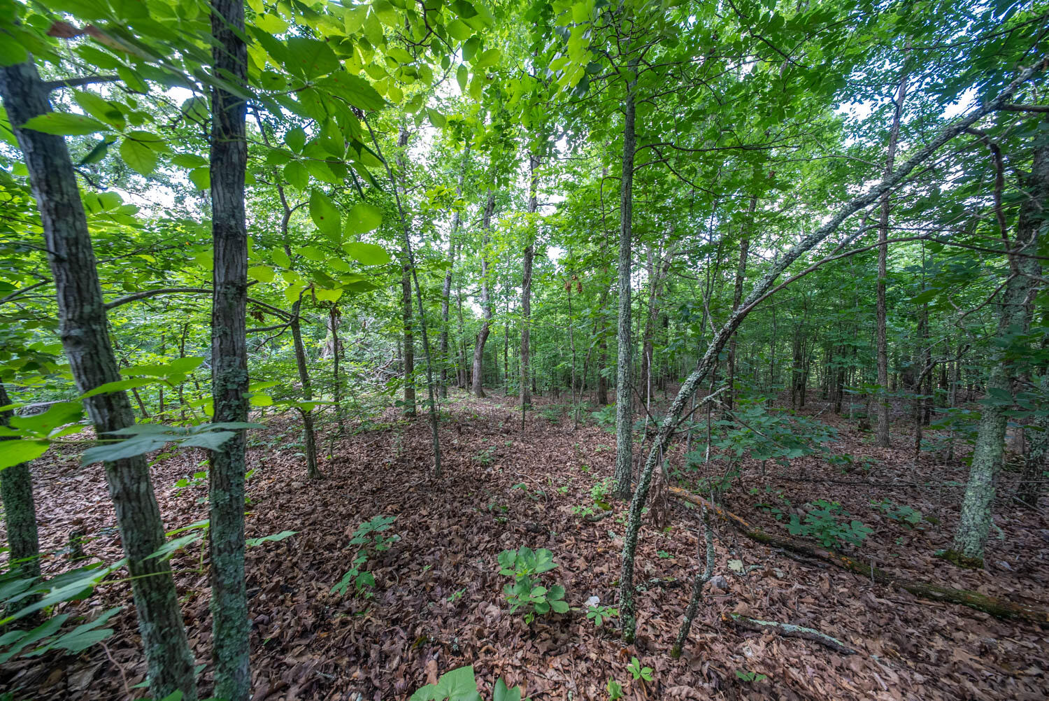 Photo 19 - Land for sale – 000  Ridgehaven Road  Mammoth Spring, AR