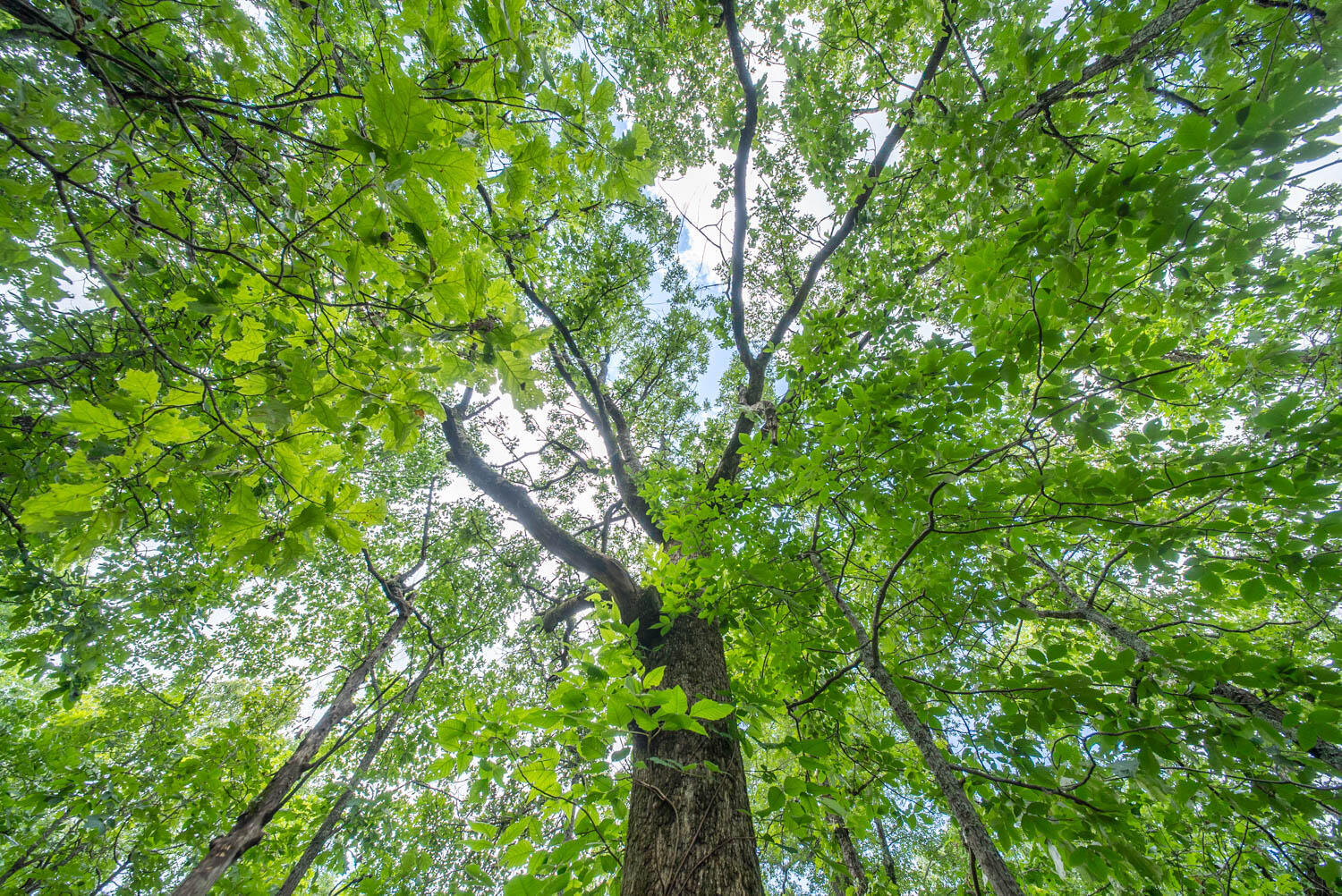 Photo 24 - Land for sale – 000  Ridgehaven Road  Mammoth Spring, AR
