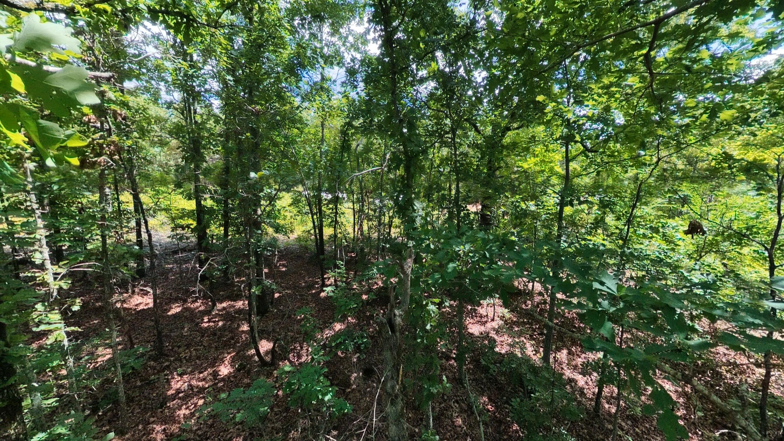 Photo 18 - Land for sale – 000  Ridgehaven Road  Mammoth Spring, AR
