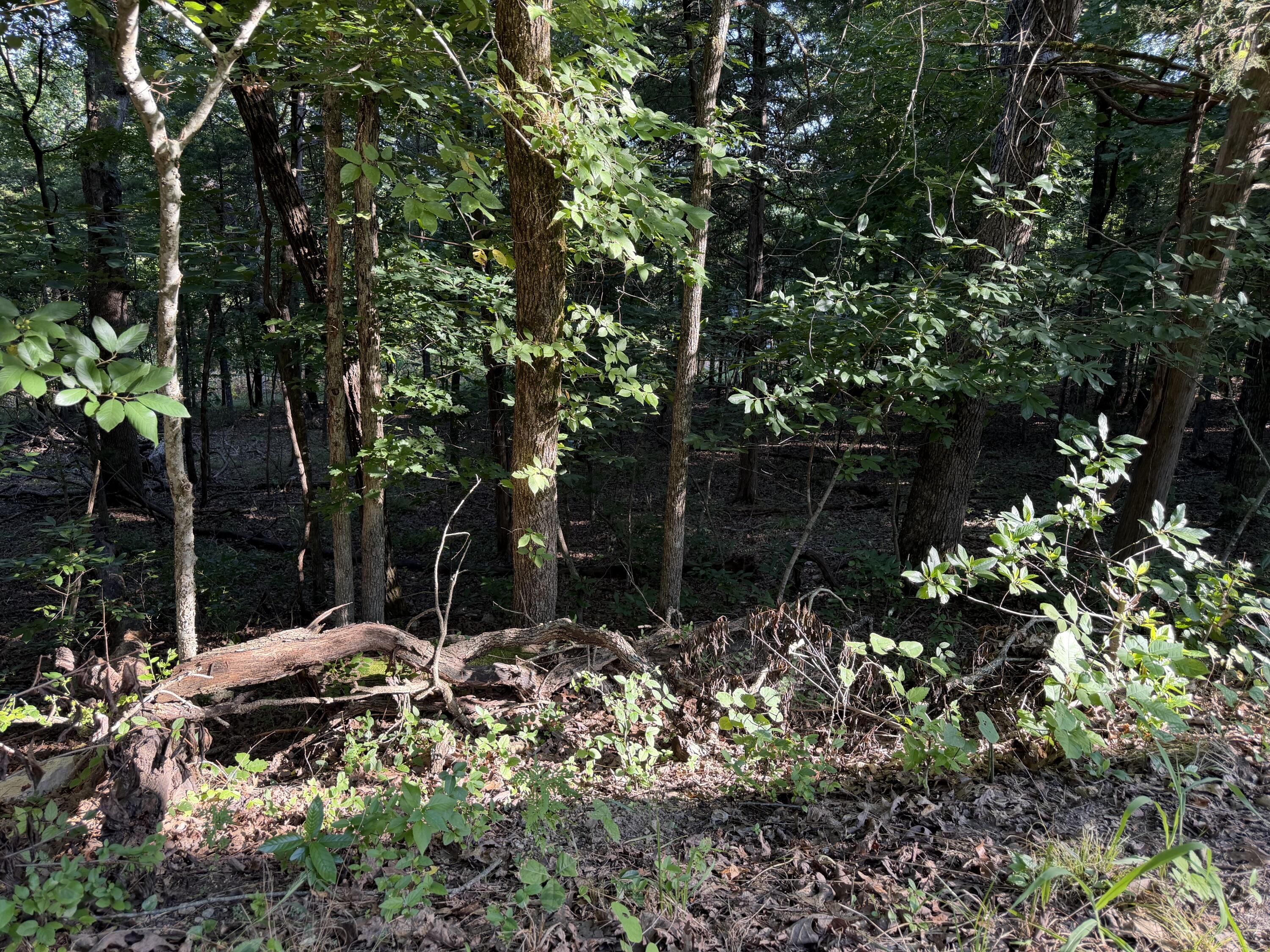Photo 3 - Land for sale – 000  Cedar Lane  Rockaway Beach, MO