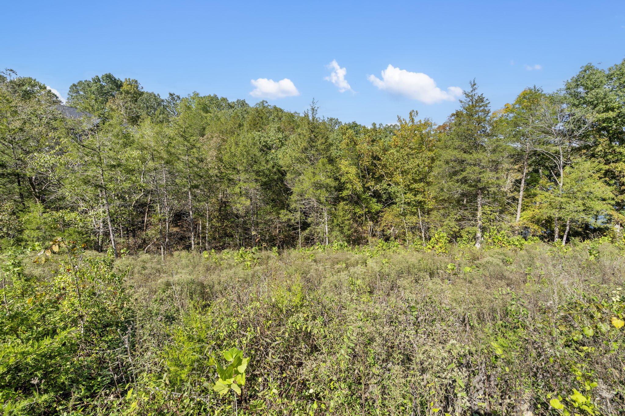 Photo 5 - Land for sale – 195  Kings Ridge Road  Cape Fair, MO