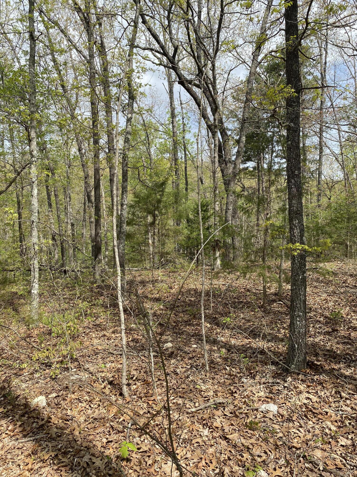 Photo 31 - Residential for sale – 3365  County Road 153   Gainesville, MO