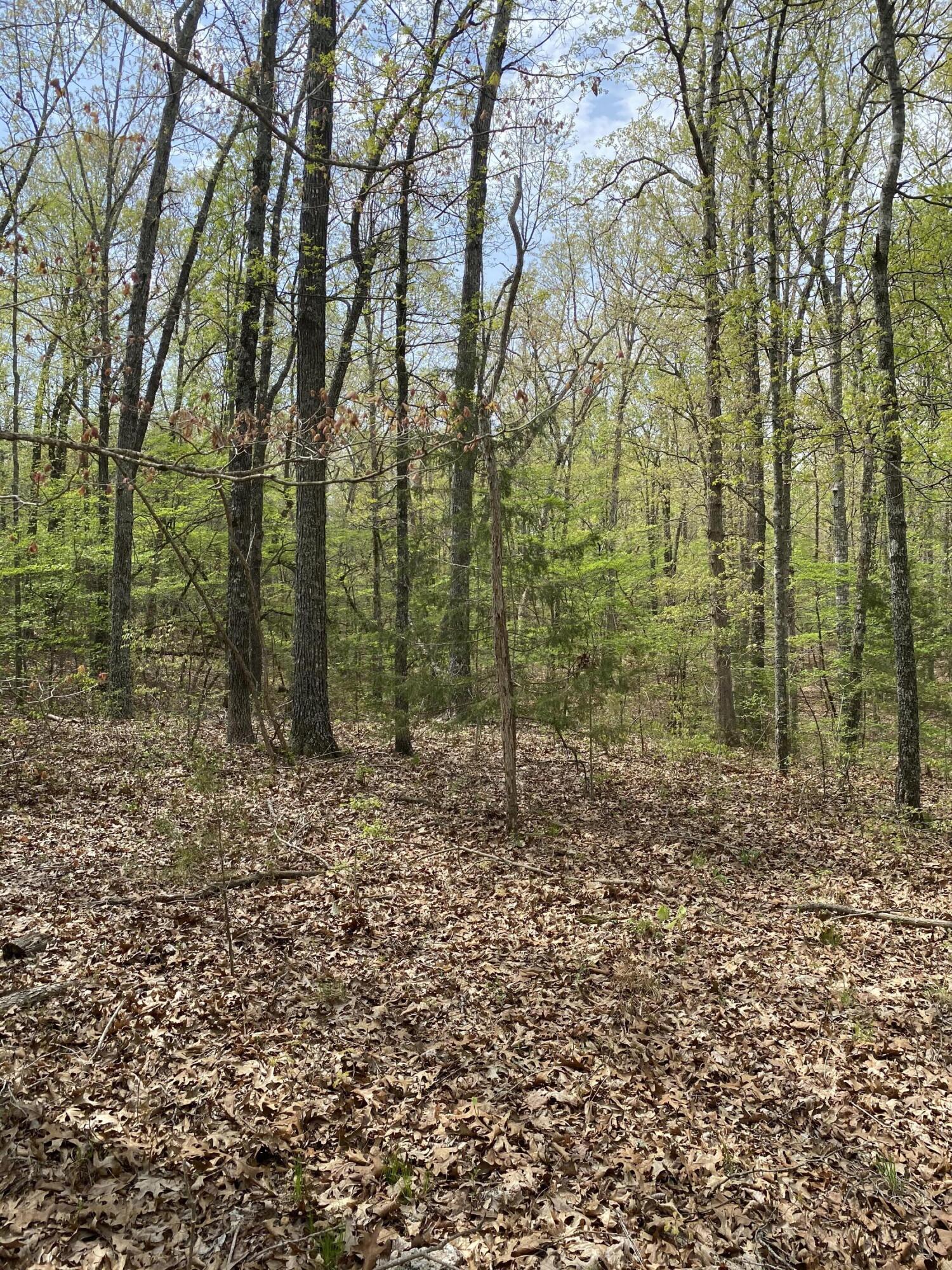 Photo 33 - Residential for sale – 3365  County Road 153   Gainesville, MO