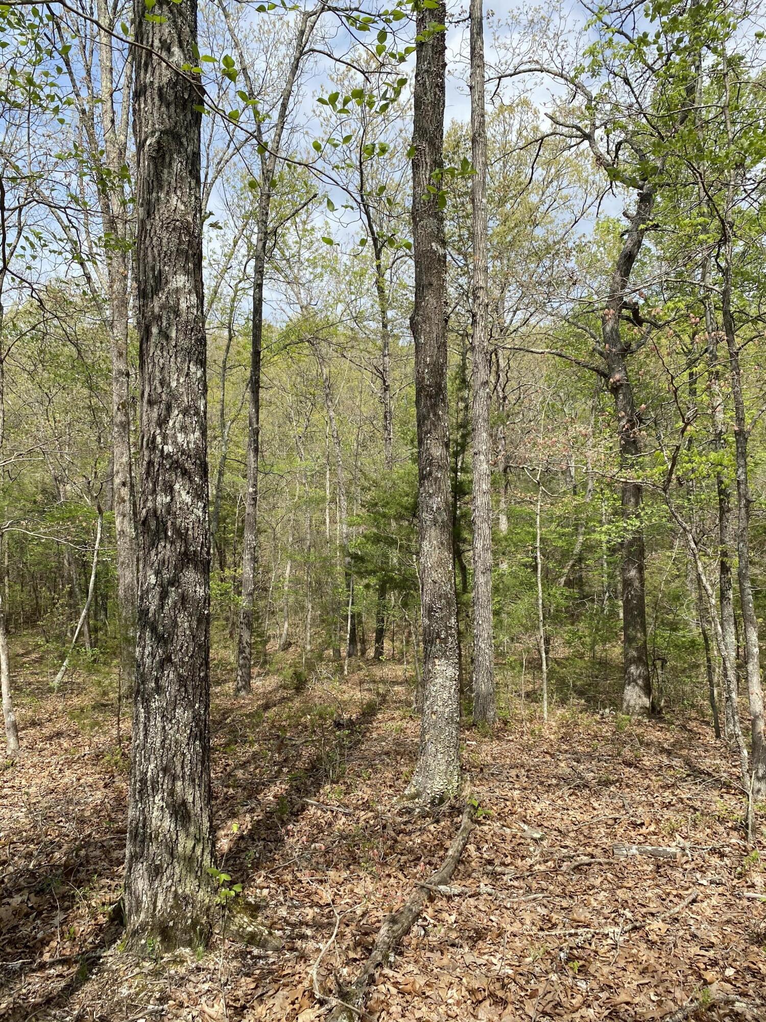 Photo 34 - Residential for sale – 3365  County Road 153   Gainesville, MO