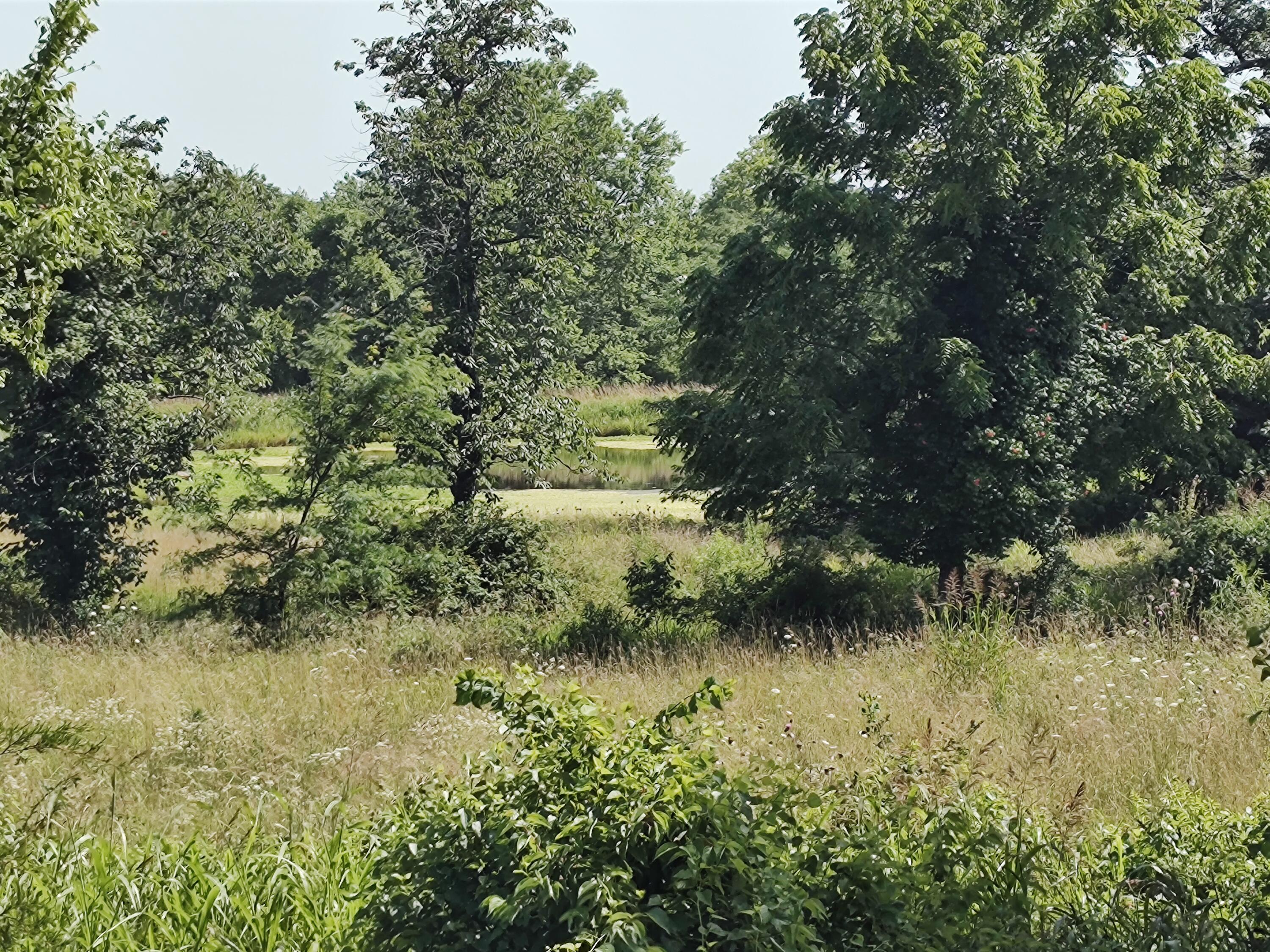 Photo 3 - Land for sale – 000 E Prairie Lane  Bolivar, MO