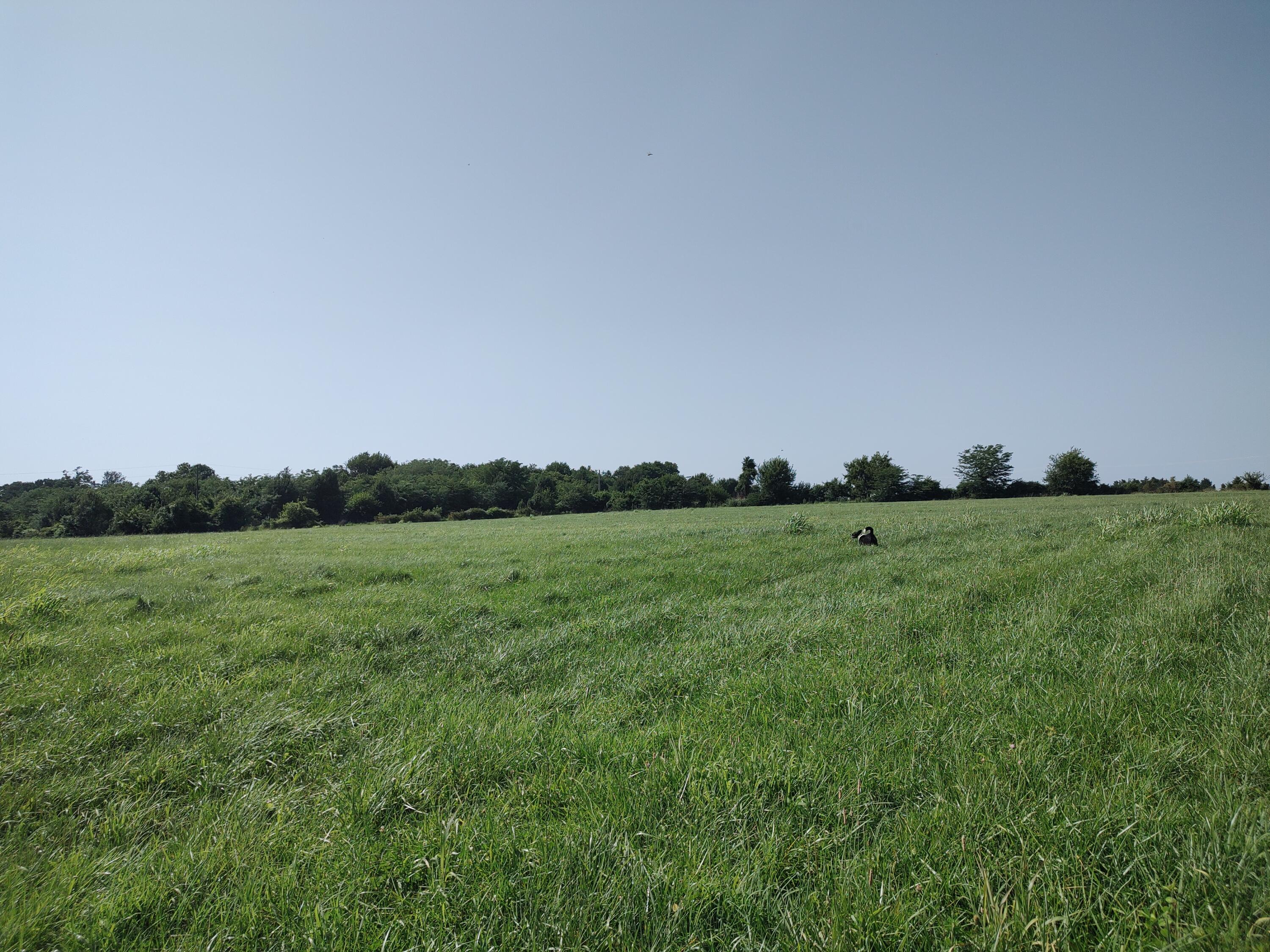 Photo 5 - Land for sale – 000 E Prairie Lane  Bolivar, MO