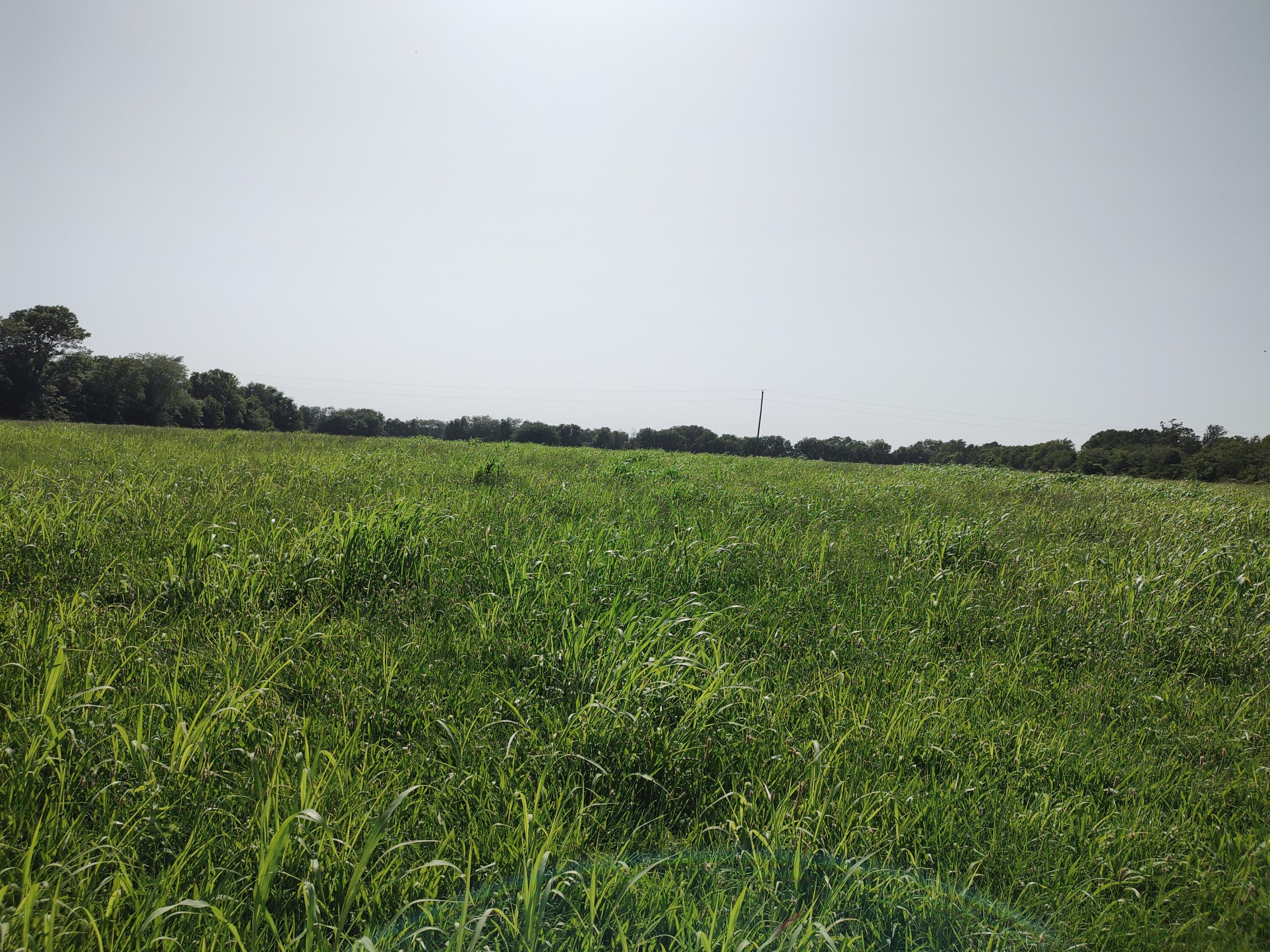 Photo 4 - Land for sale – 000 E Prairie Lane  Bolivar, MO