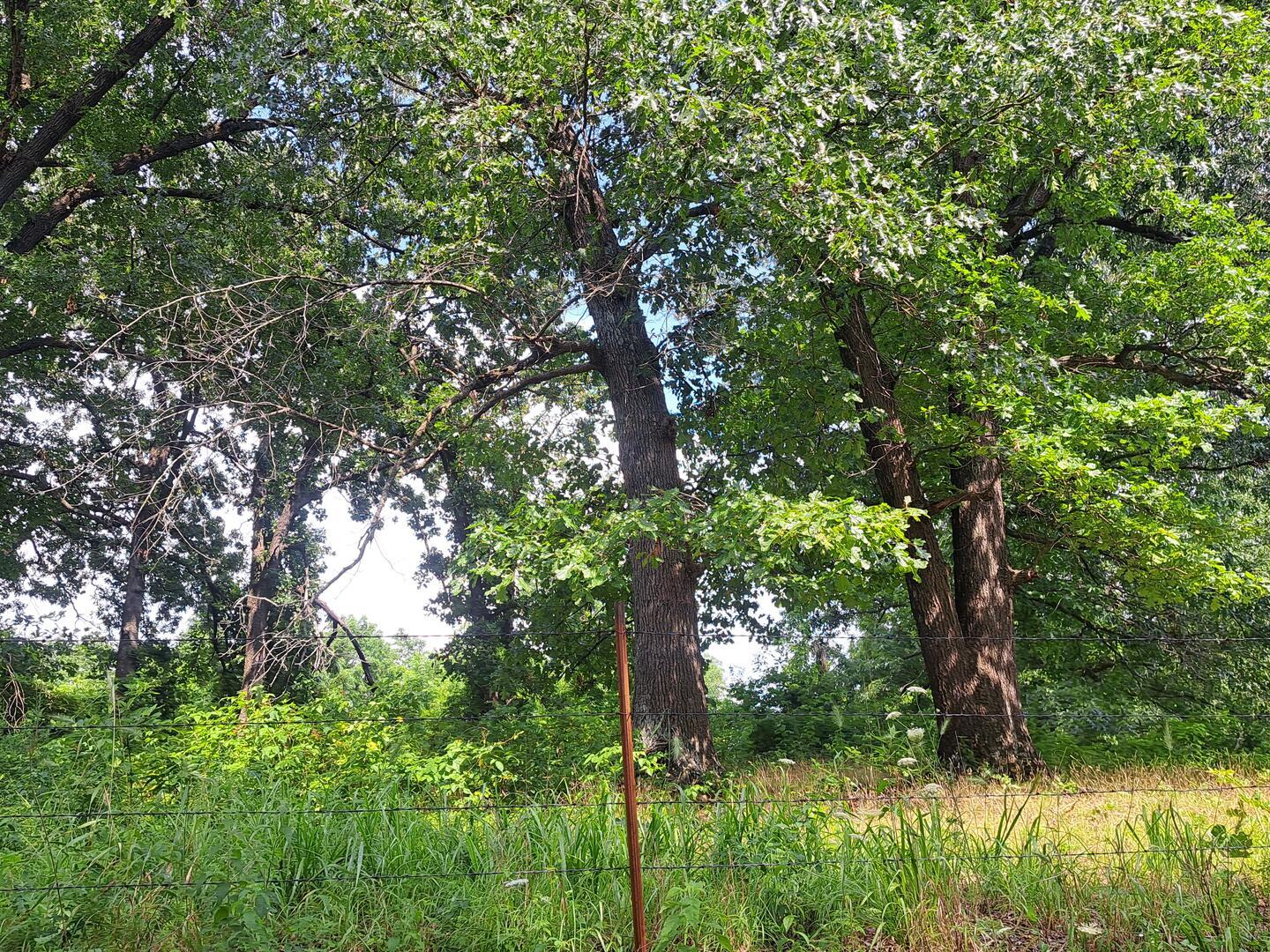 Photo 2 - Land for sale – 000  Little Mill Road  Granby, MO