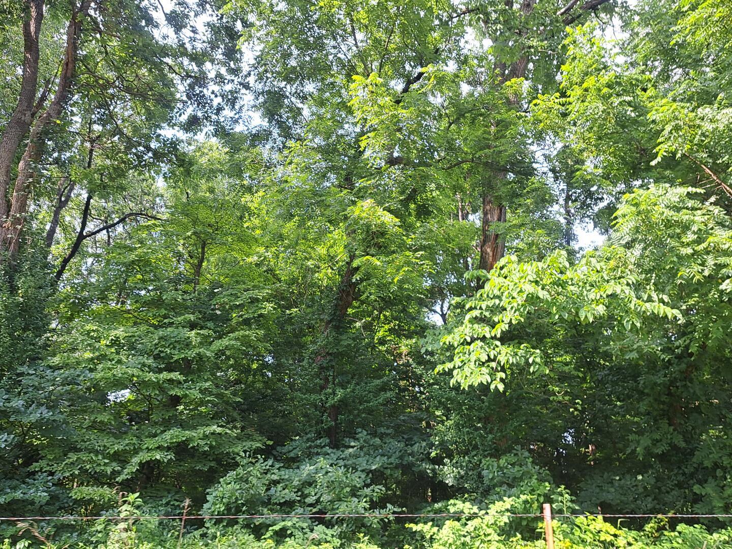 Photo 3 - Land for sale – 000  Reindeer Road  Granby, MO