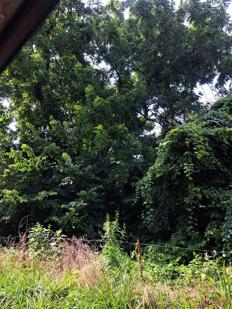 Photo 2 - Land for sale – 000  Reindeer Road  Granby, MO