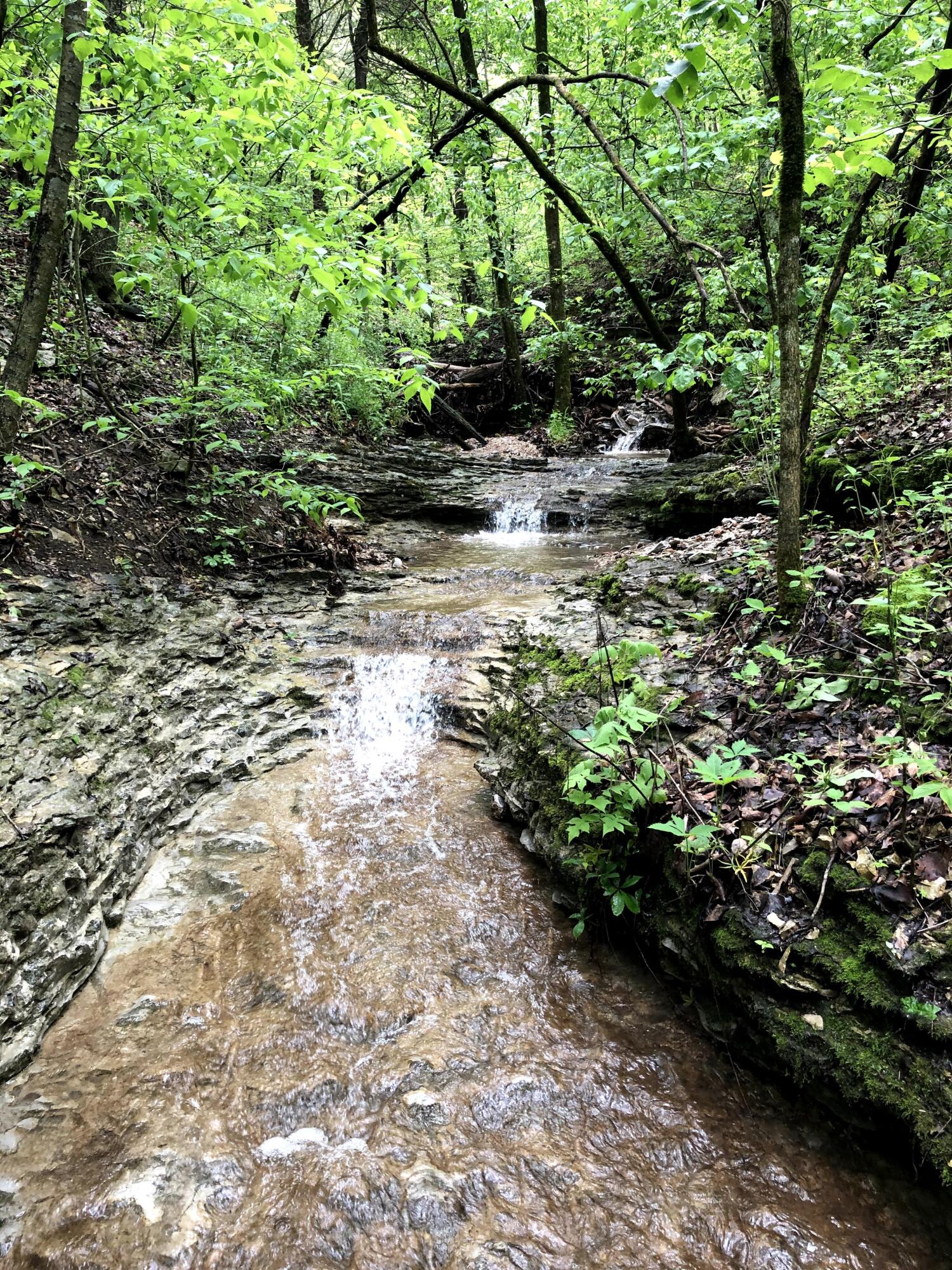 Photo 6 - Land for sale – 000  Coyote Ridge Road   Cassville, MO