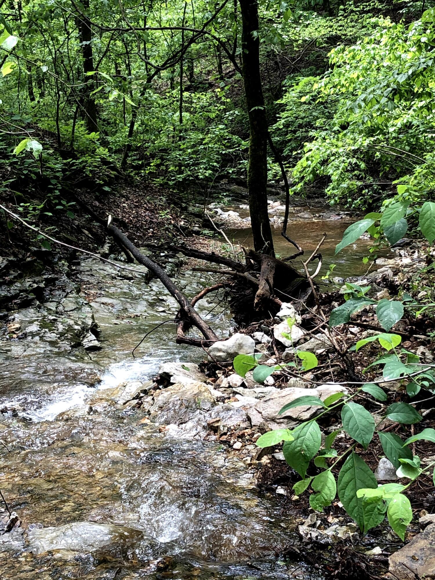 Photo 5 - Land for sale – 000  Coyote Ridge Road   Cassville, MO