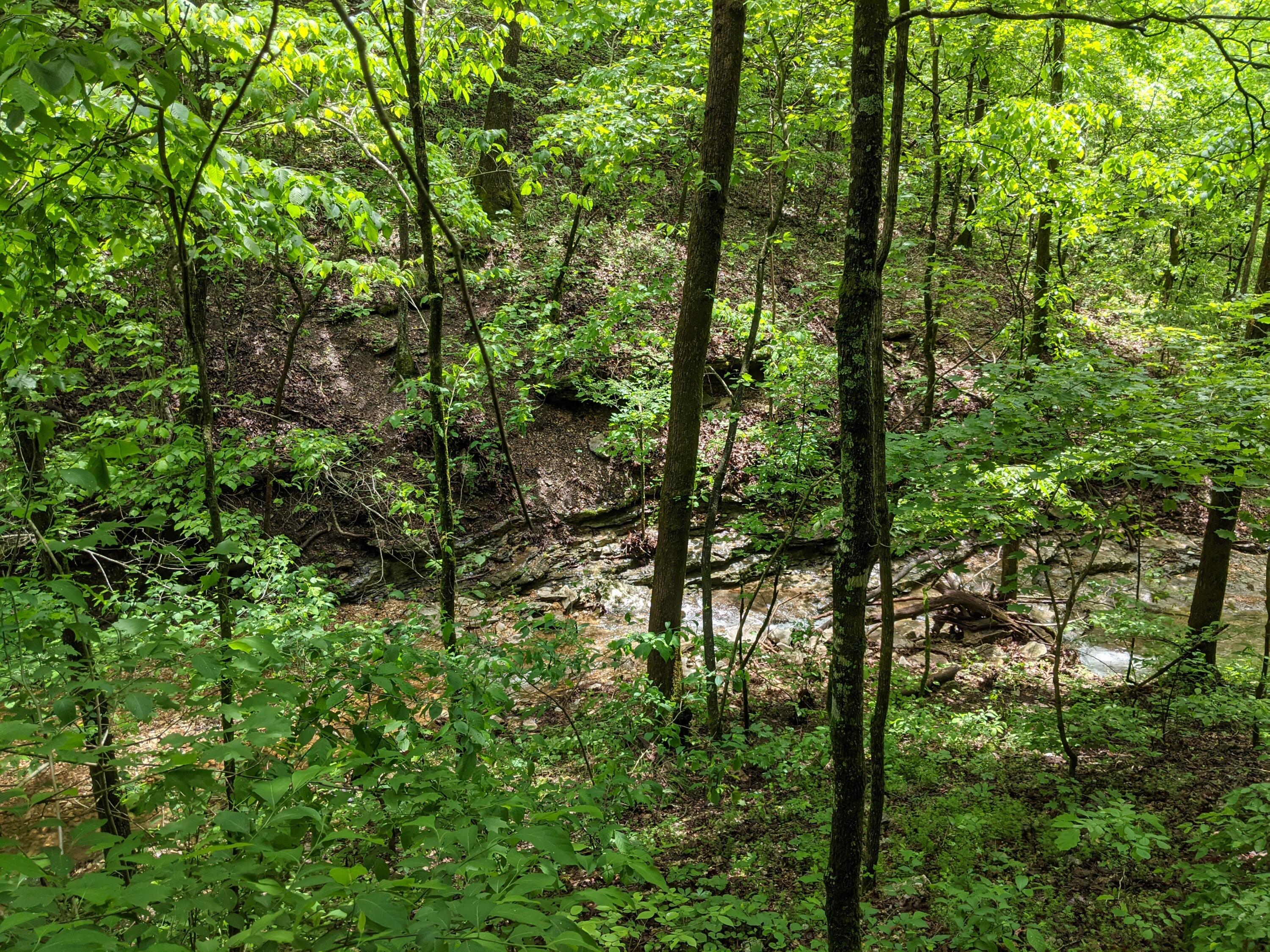 Photo 8 - Land for sale – 000  Coyote Ridge Road   Cassville, MO